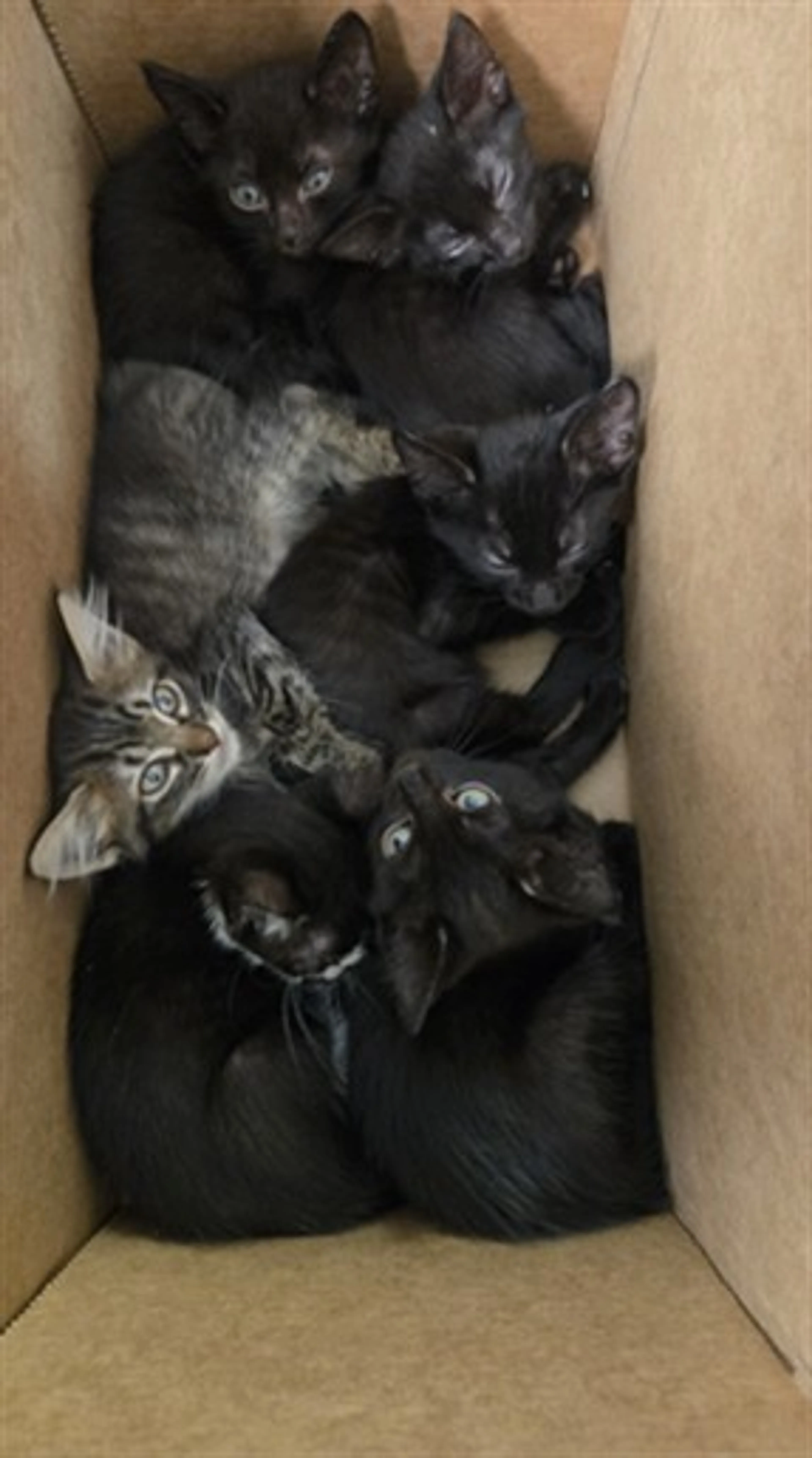 cdn image