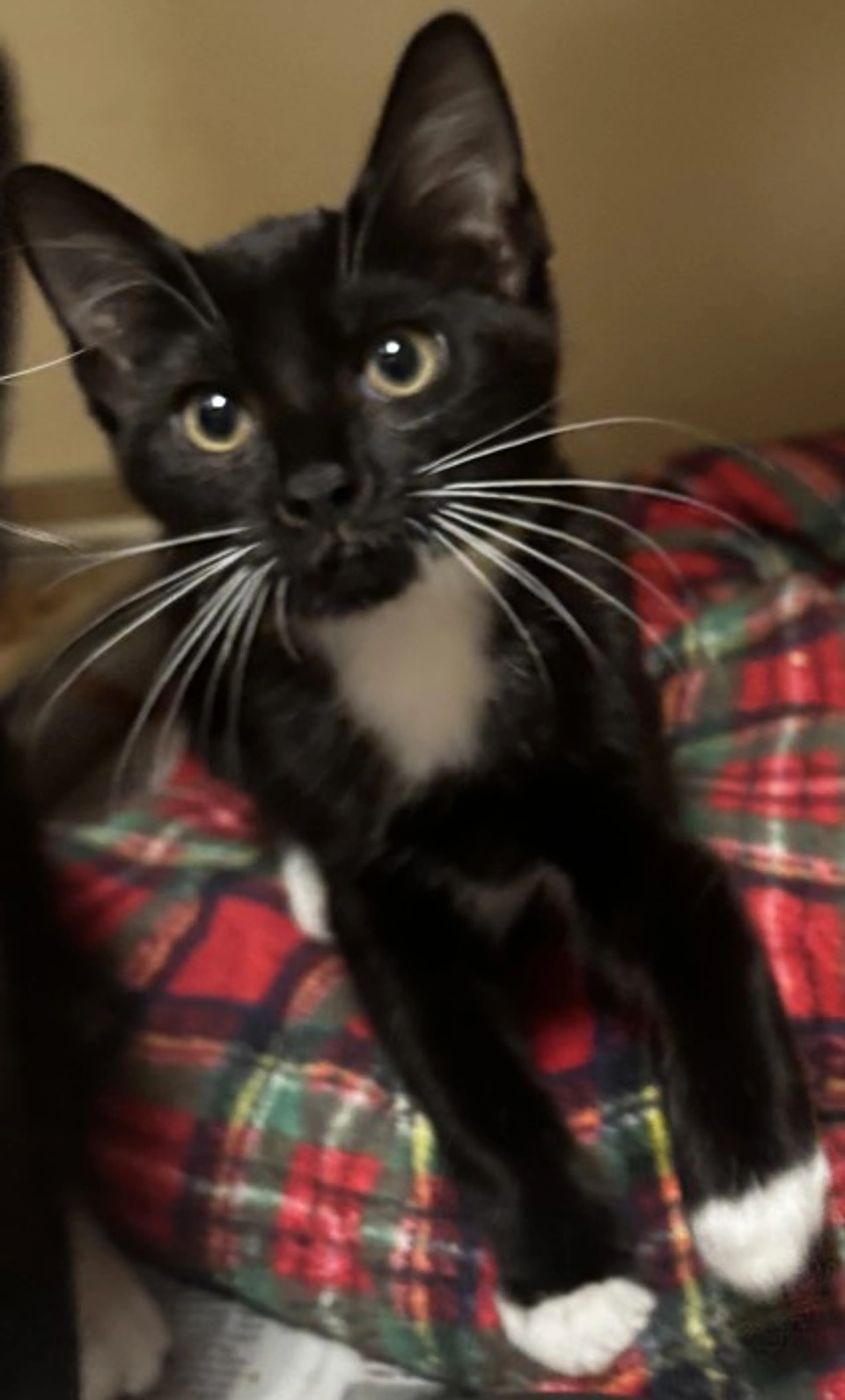 cdn image