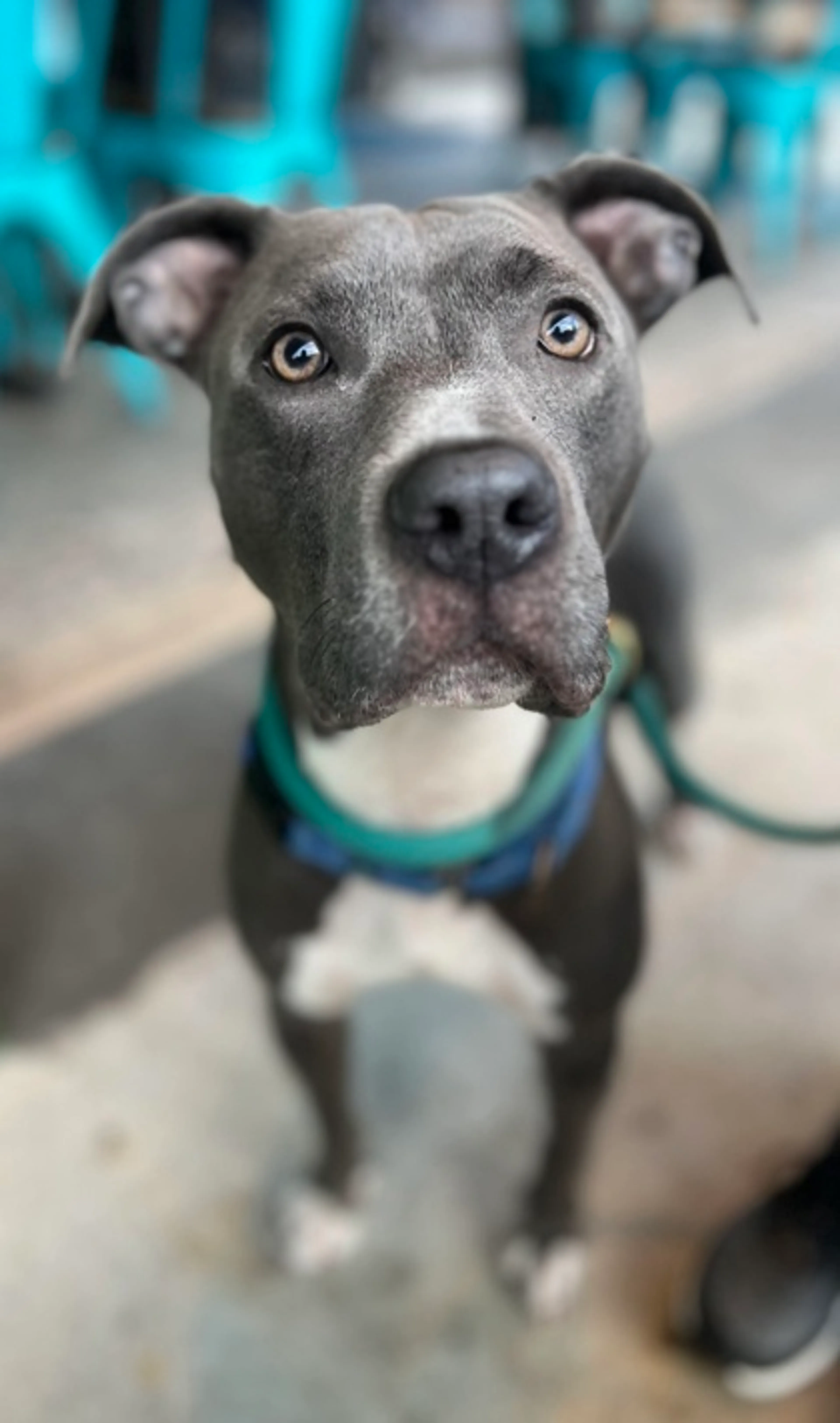 cdn image