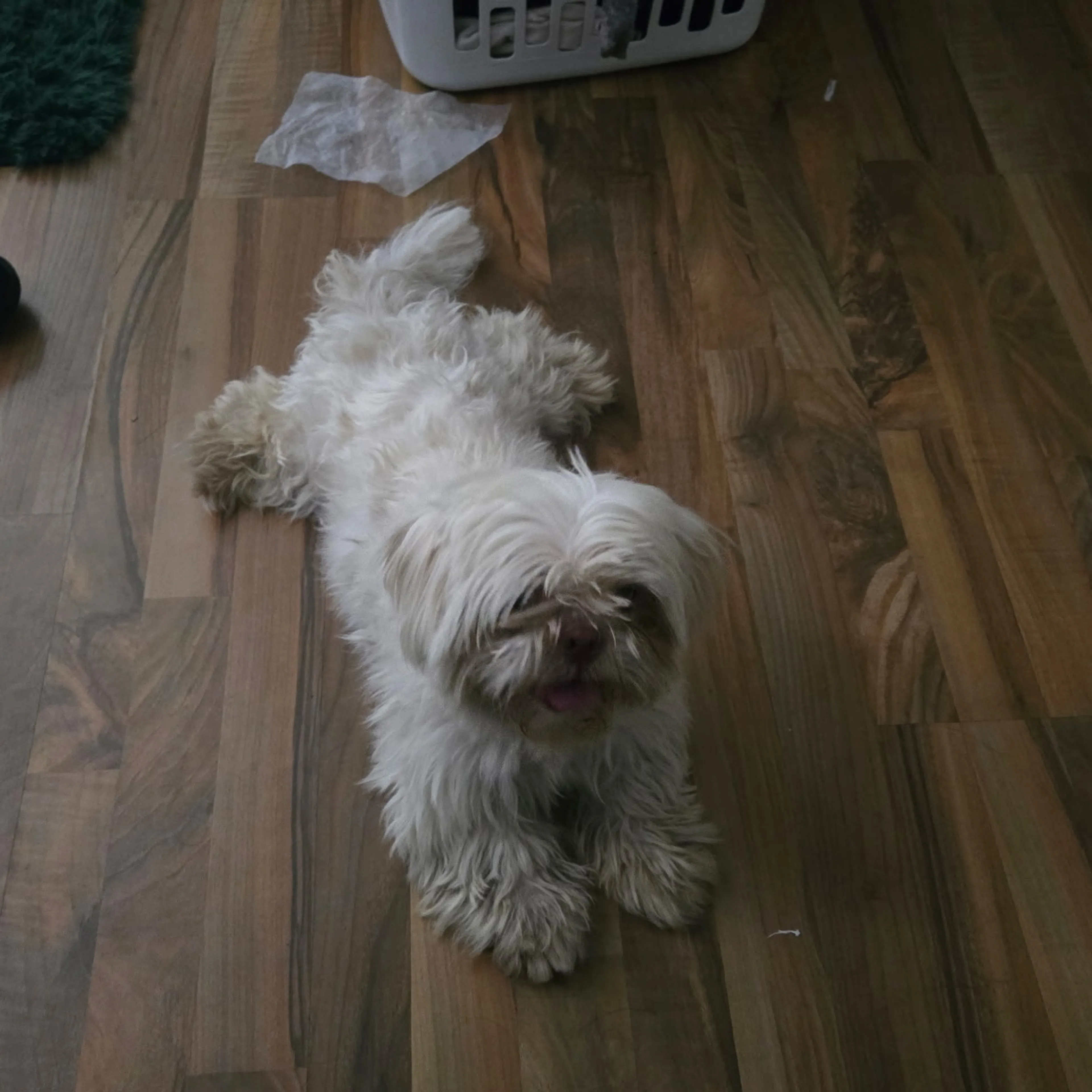cdn image