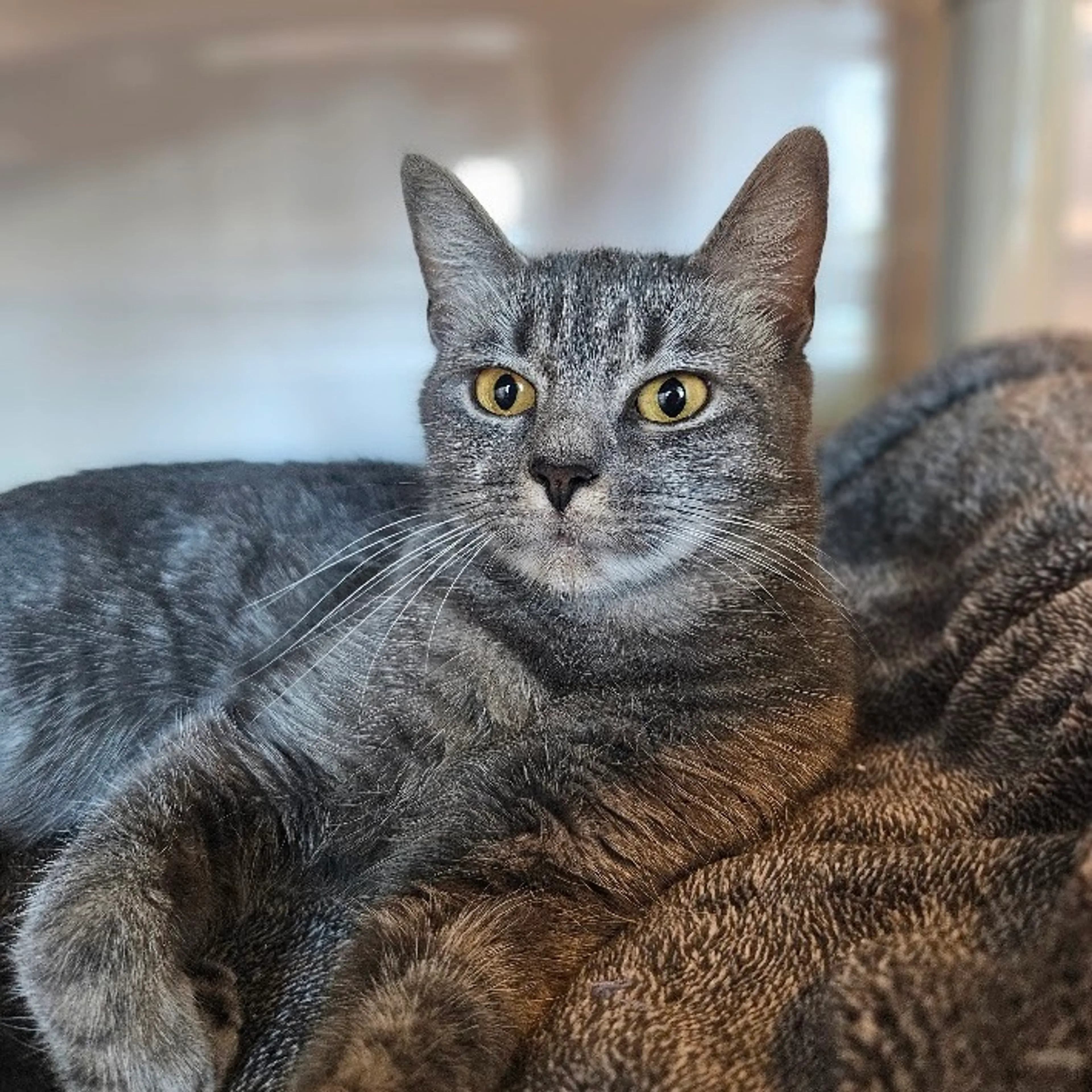 cdn image
