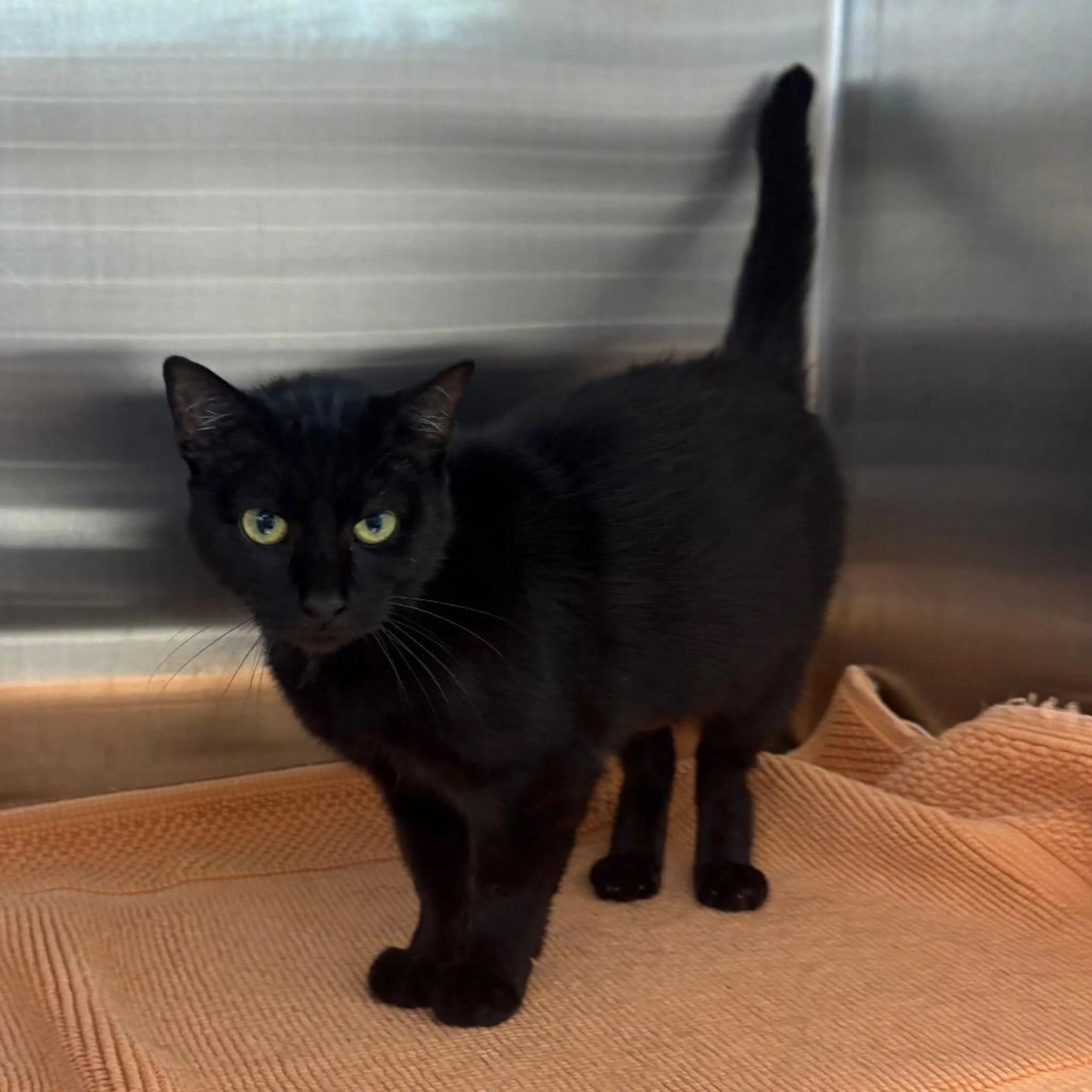 cdn image