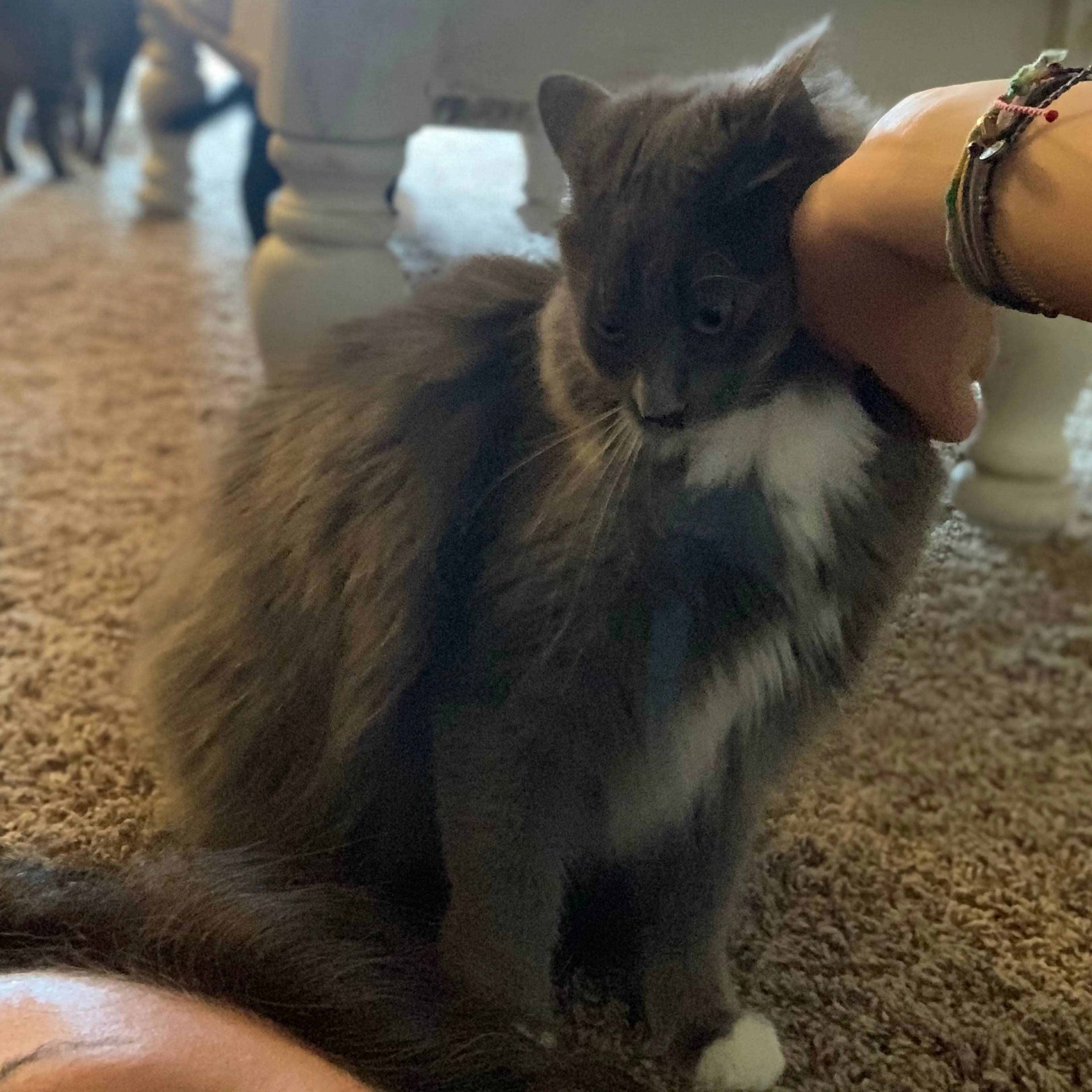 cdn image