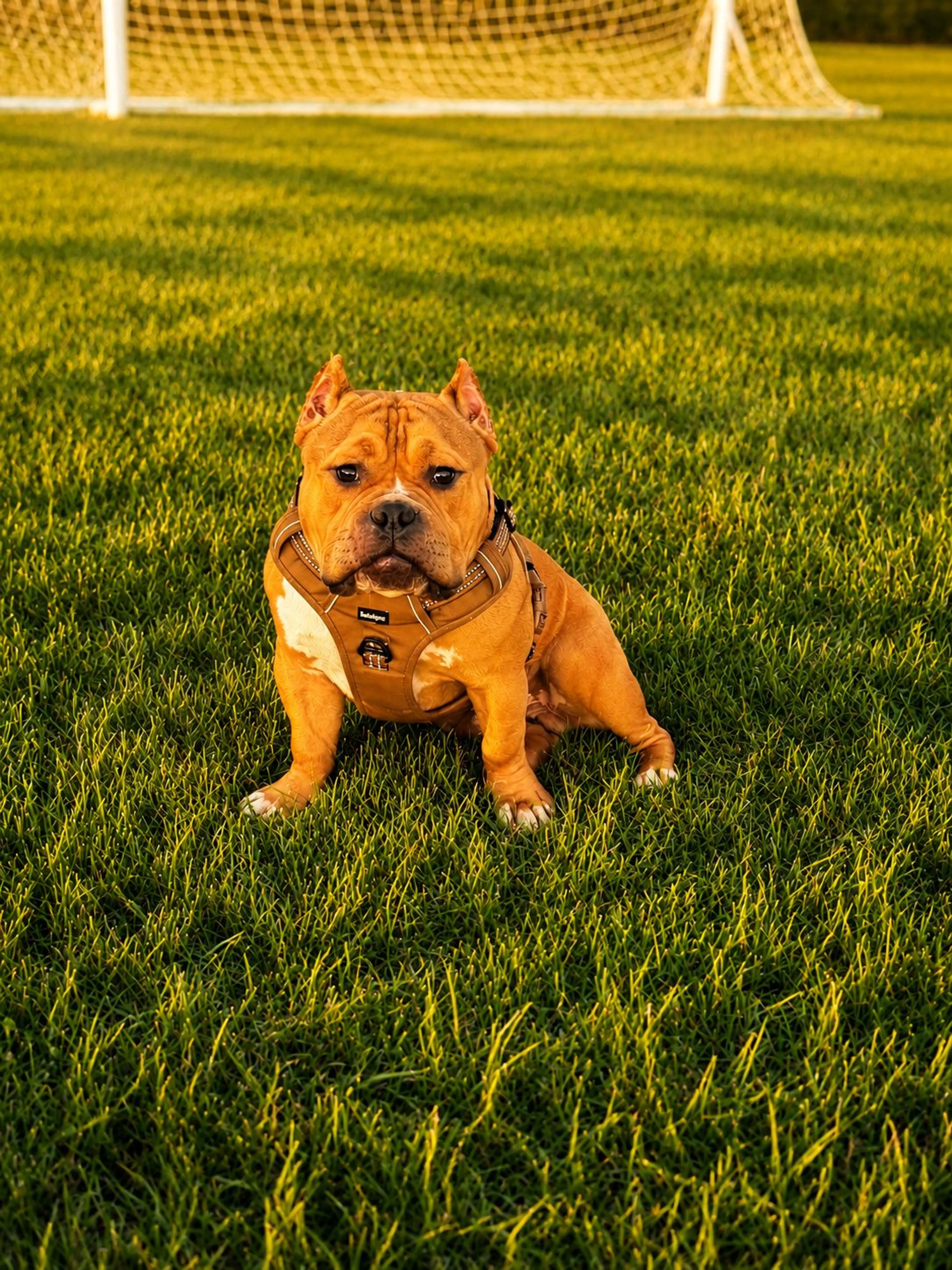 cdn image