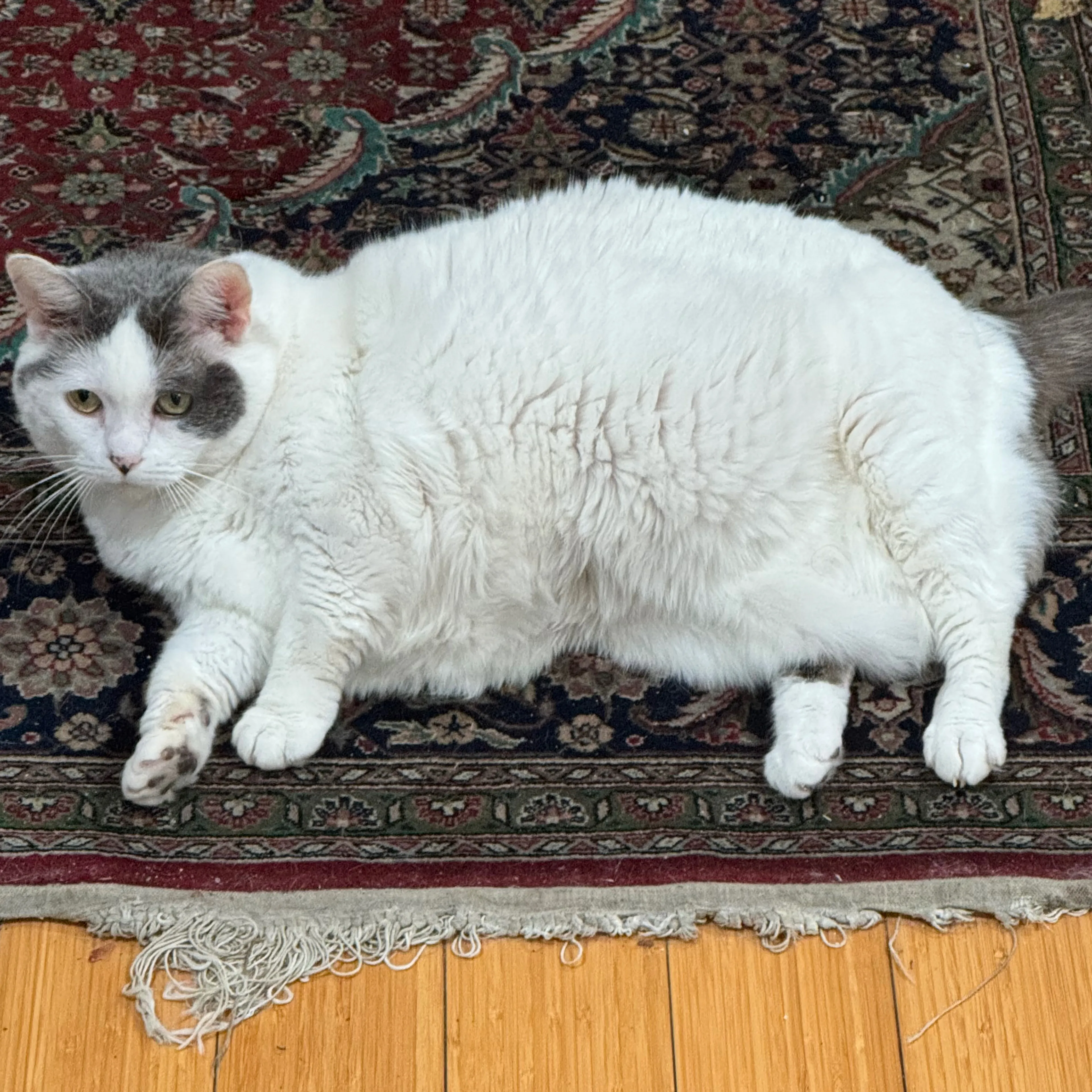cdn image