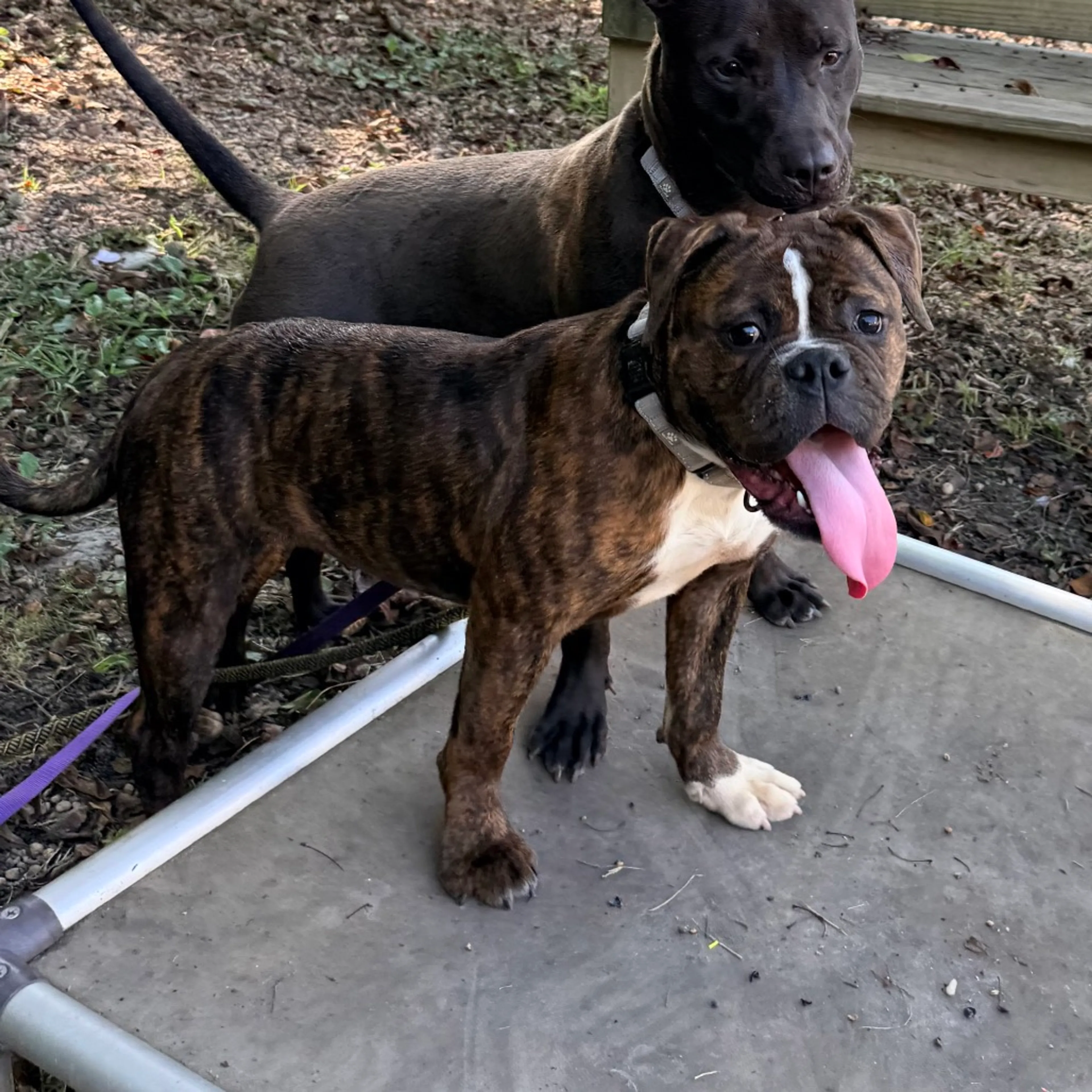 cdn image