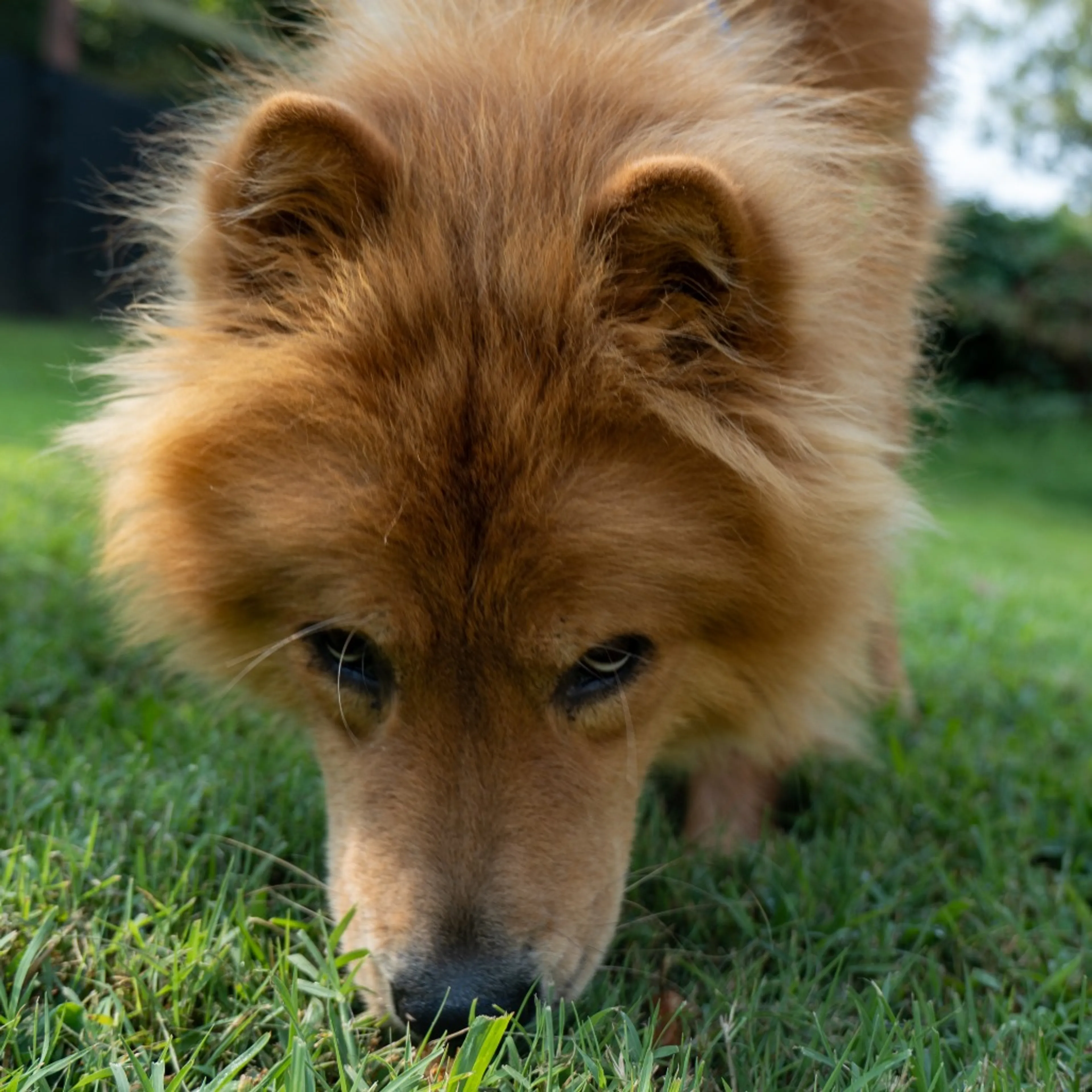 cdn image