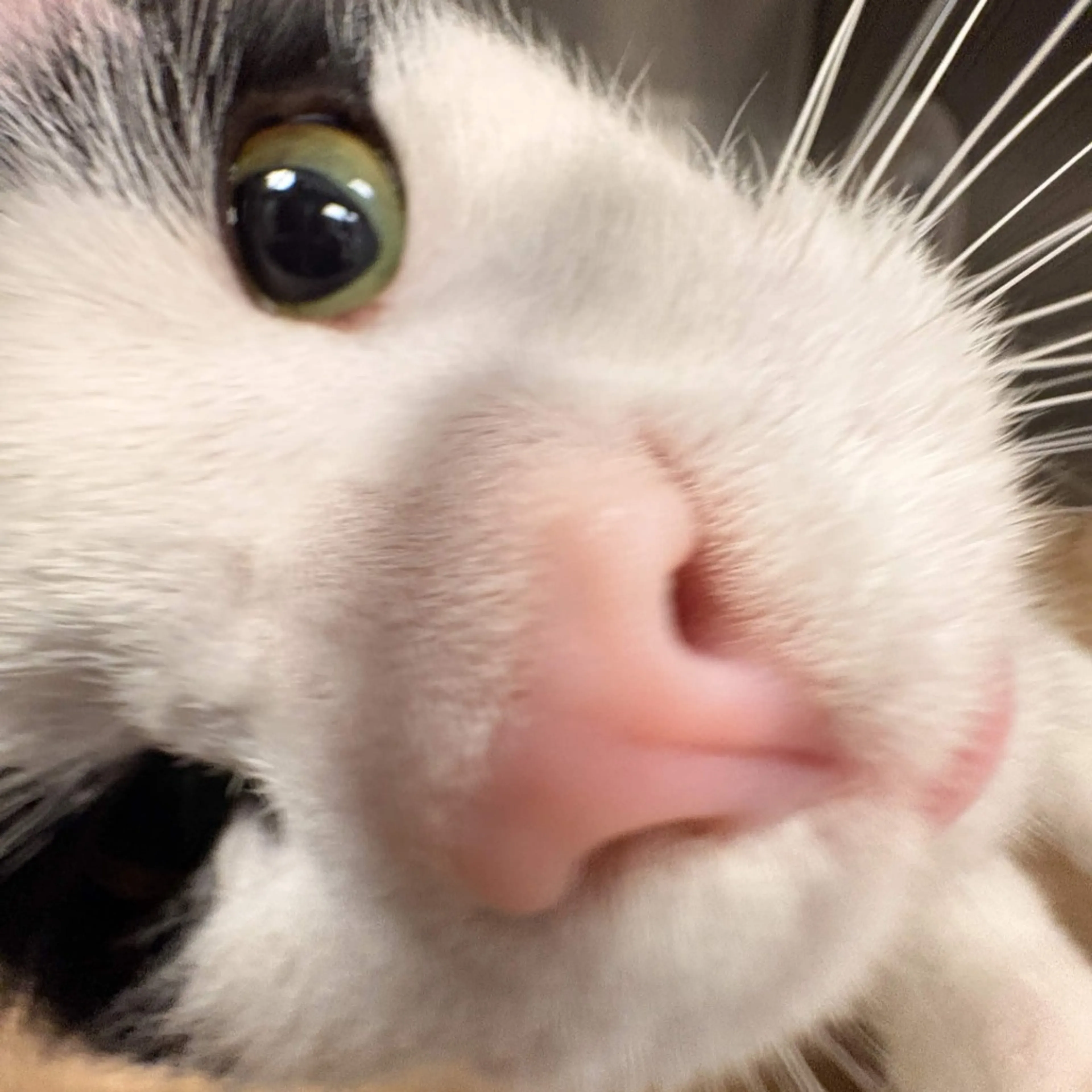 cdn image
