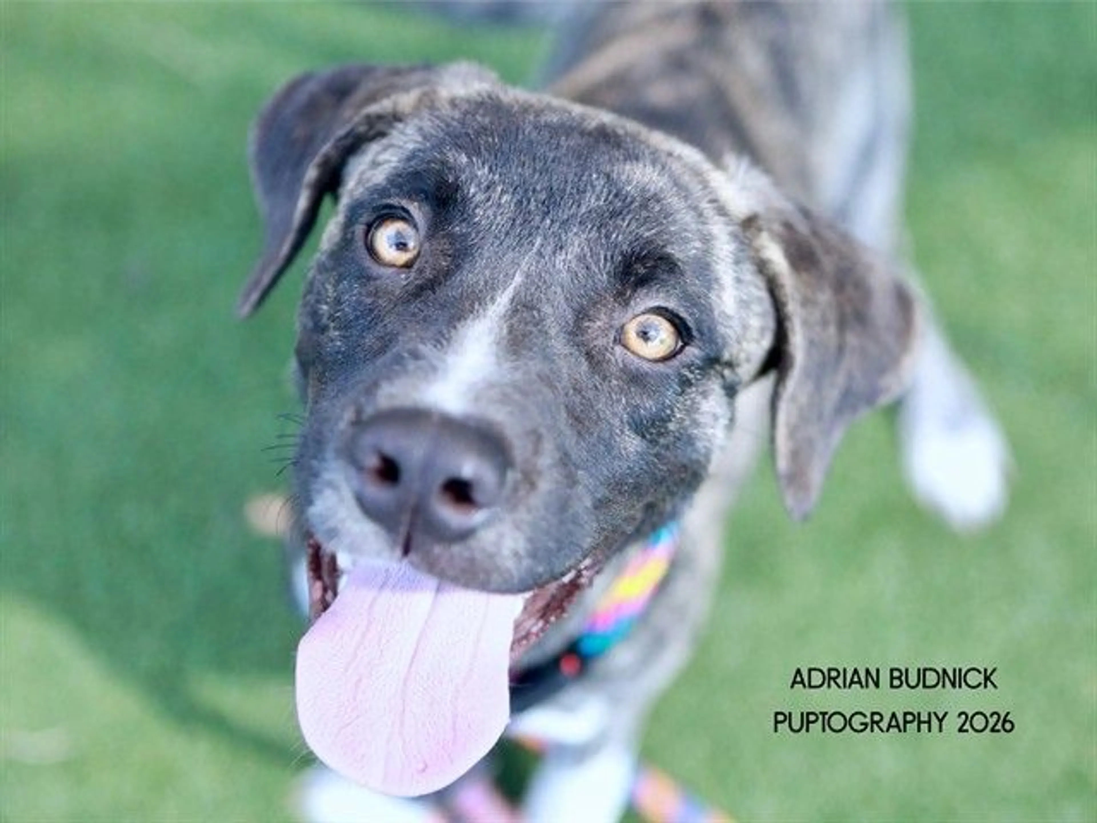 cdn image