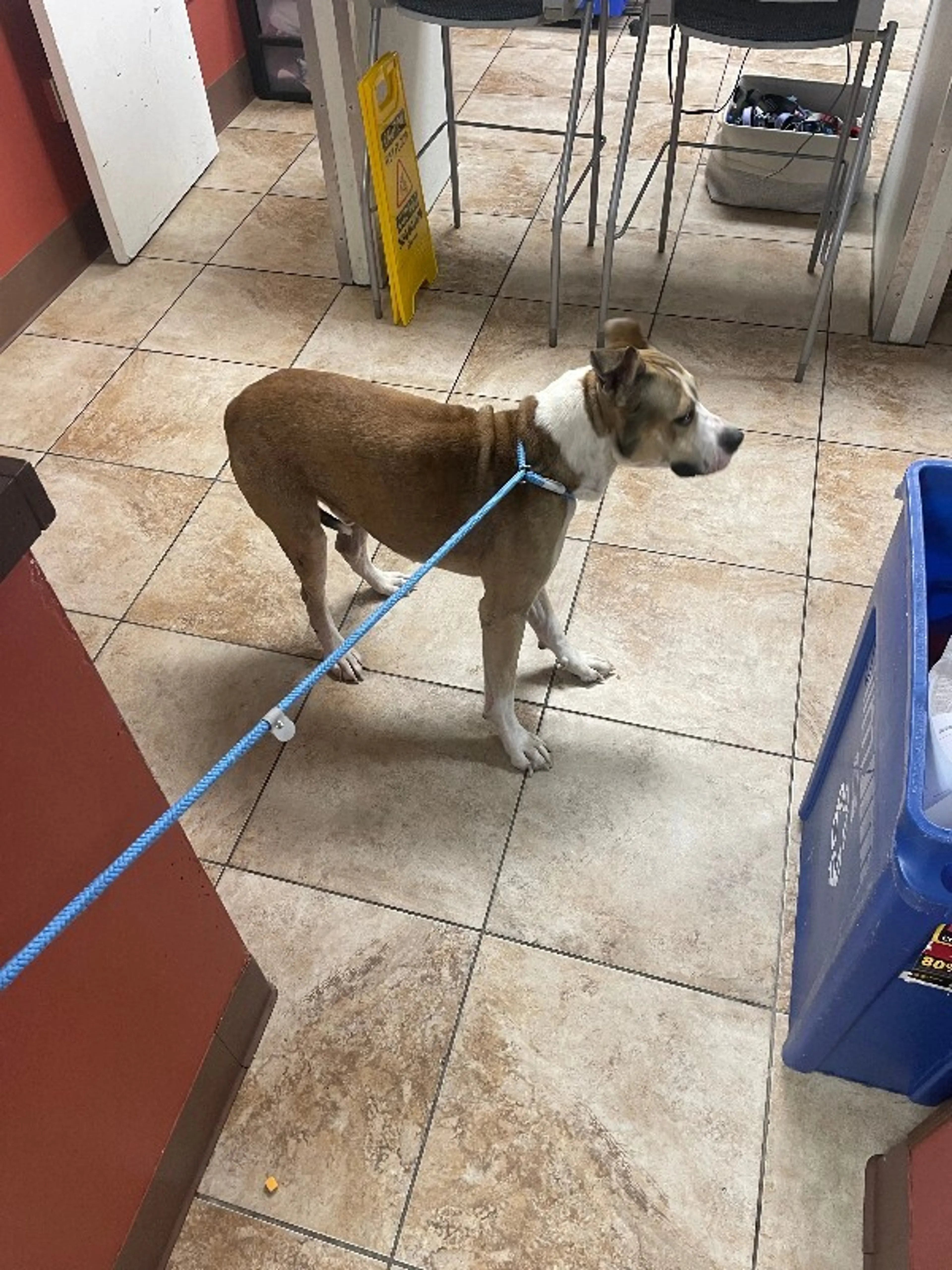 cdn image