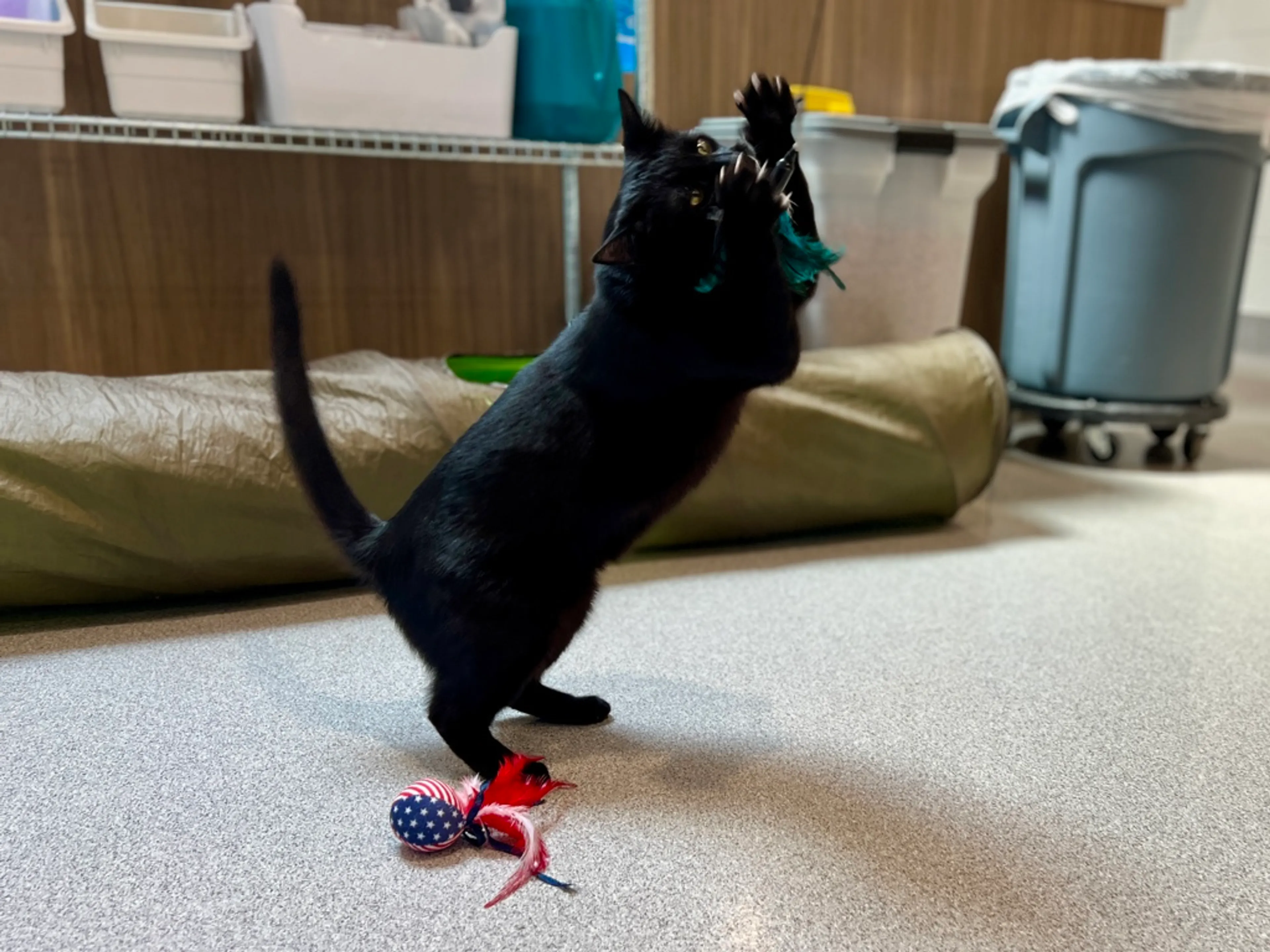 cdn image