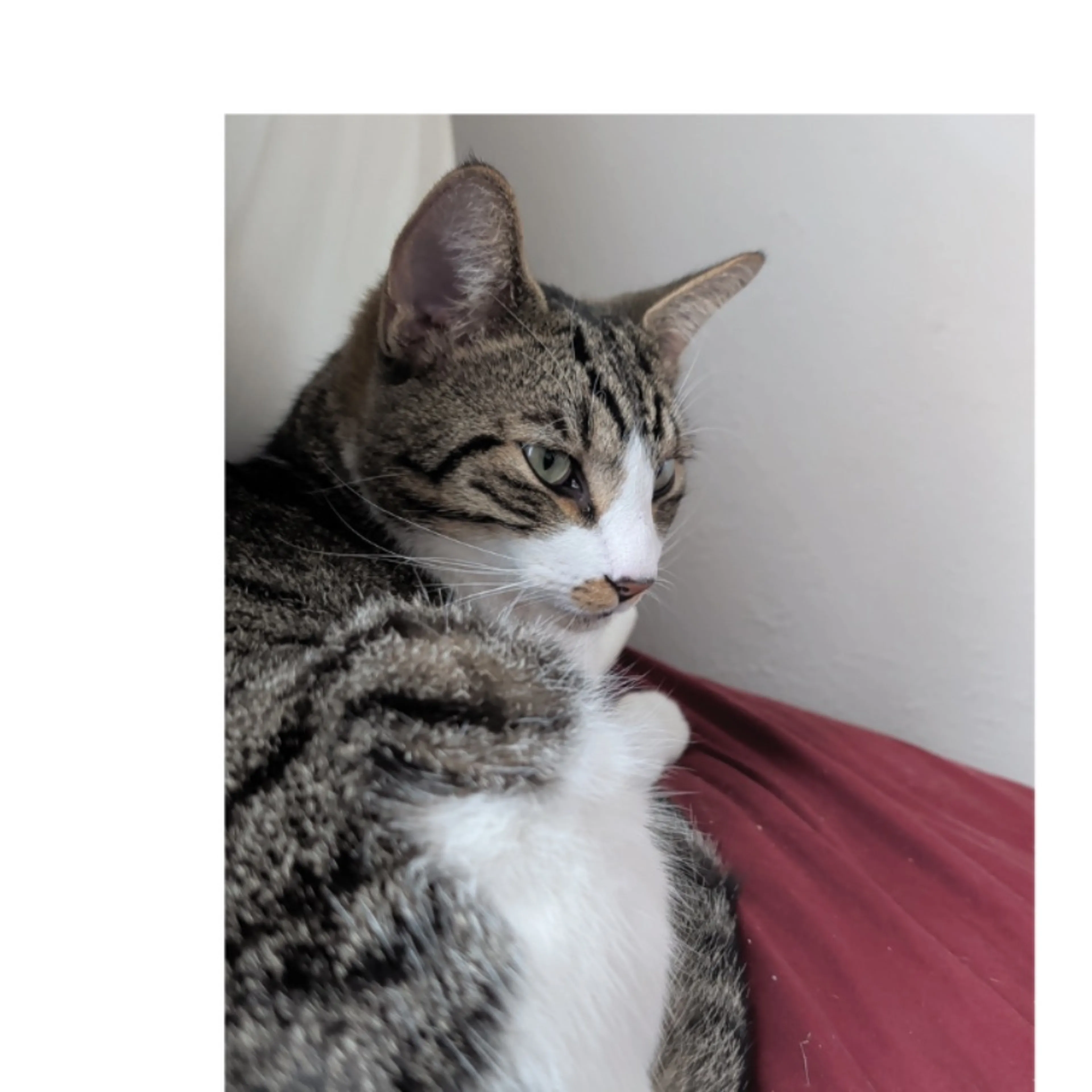 cdn image