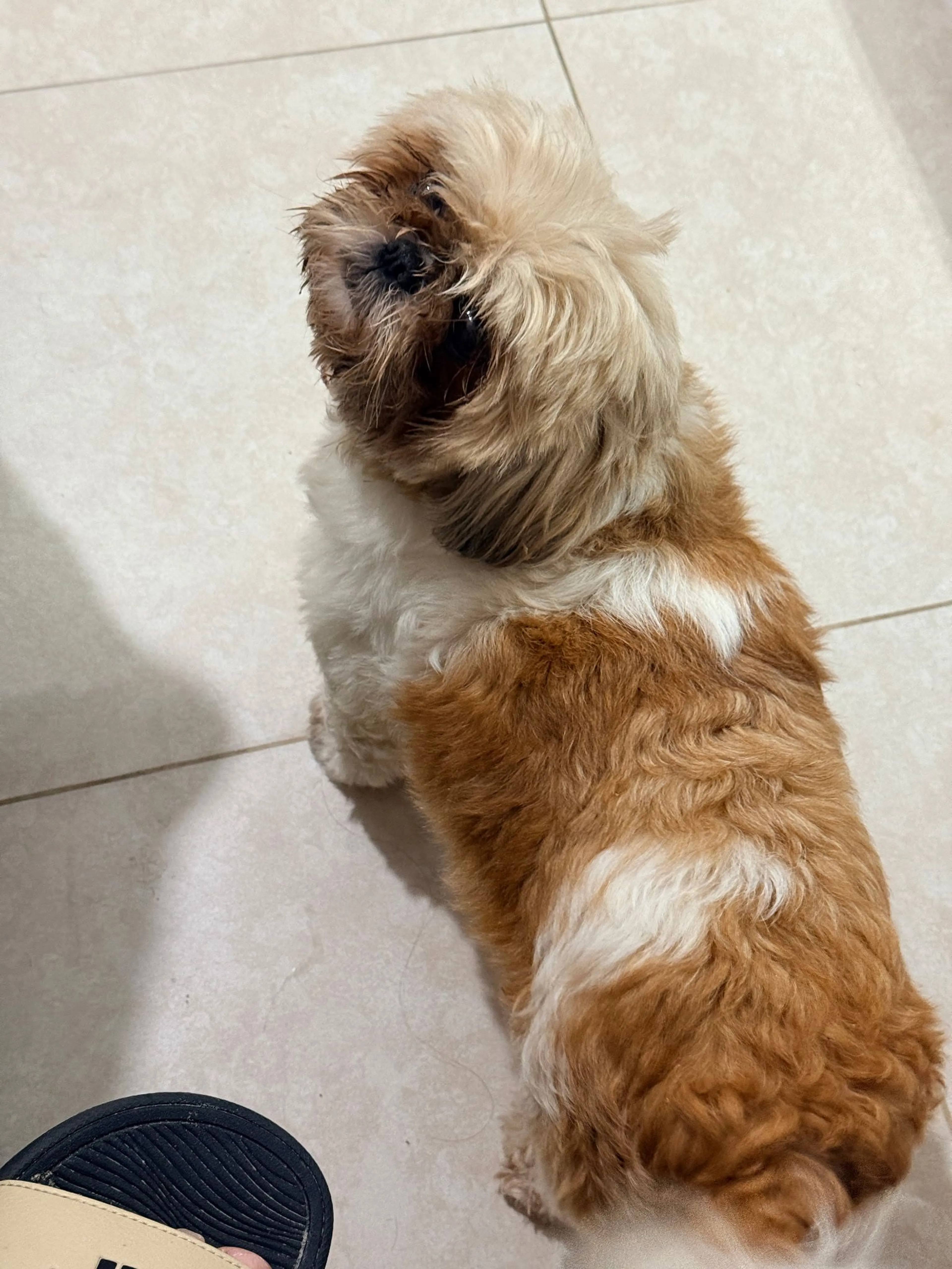 cdn image