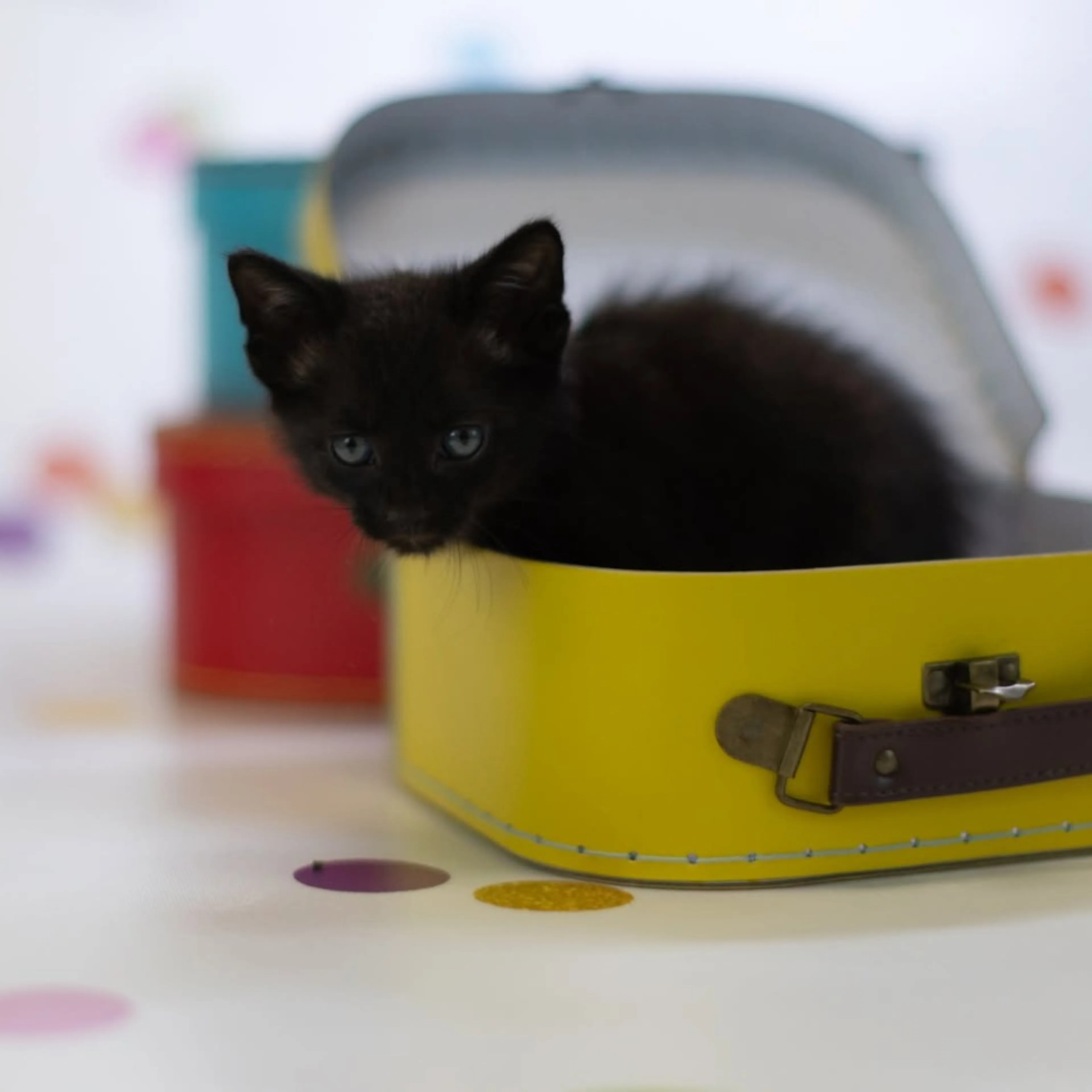 cdn image