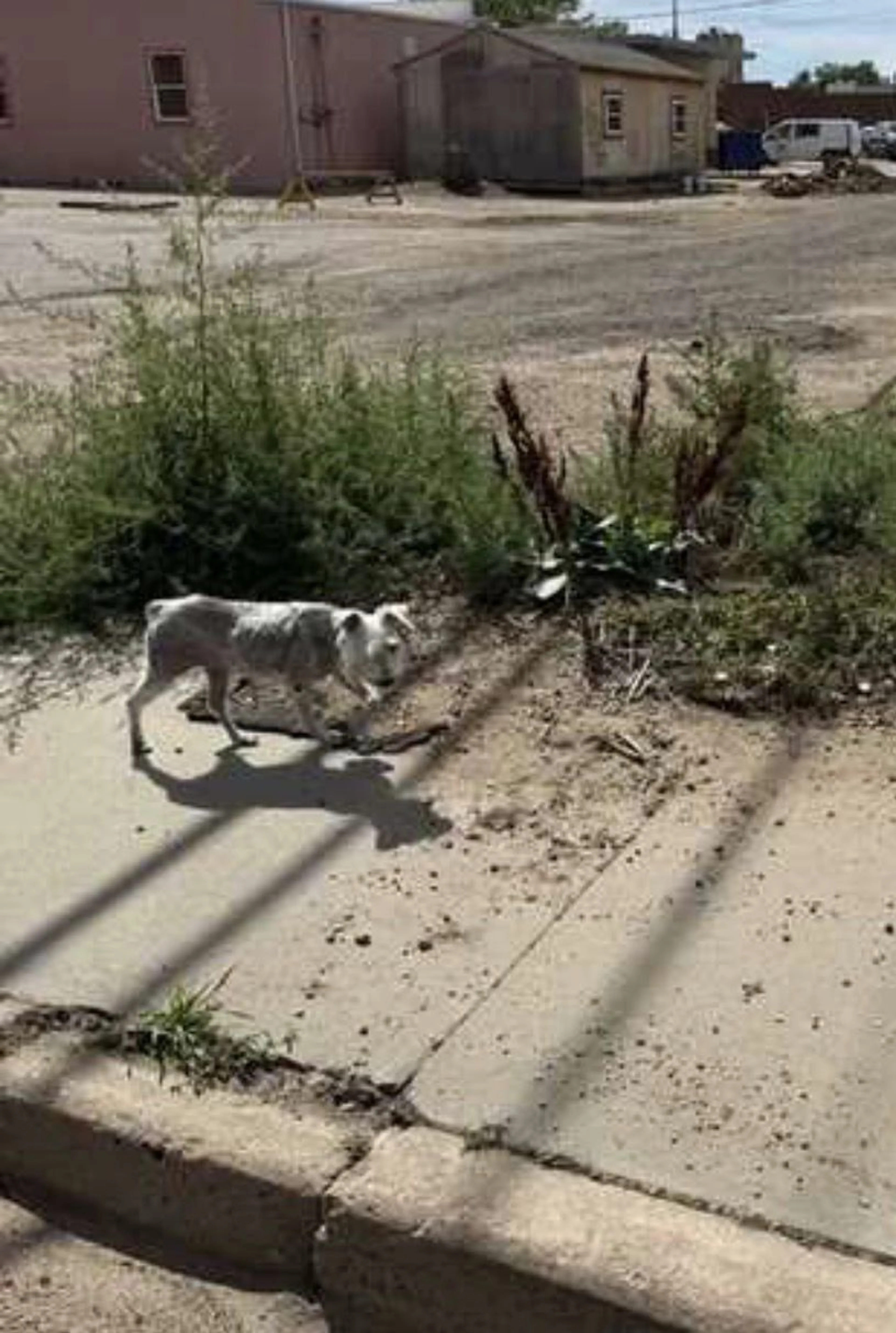 cdn image