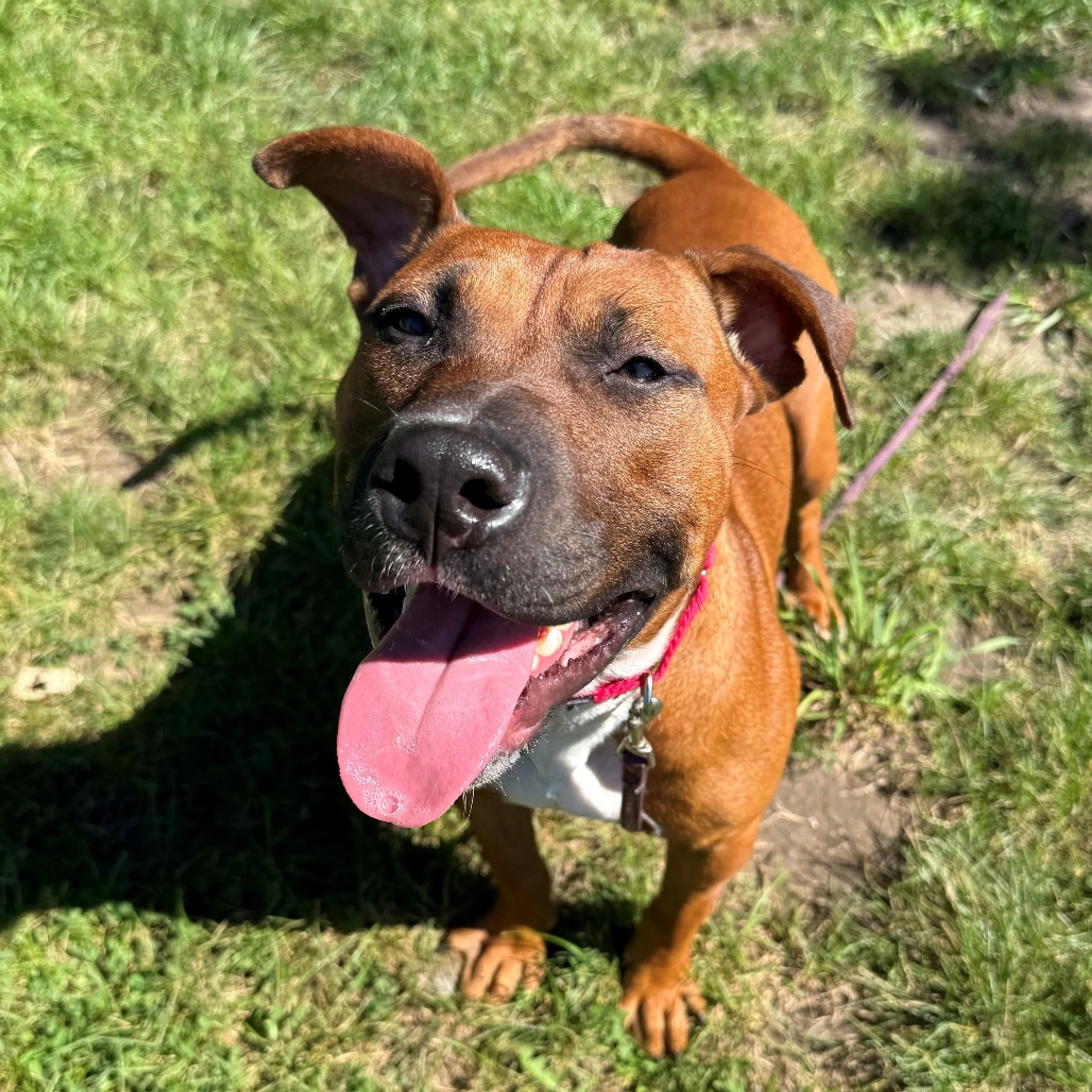 cdn image