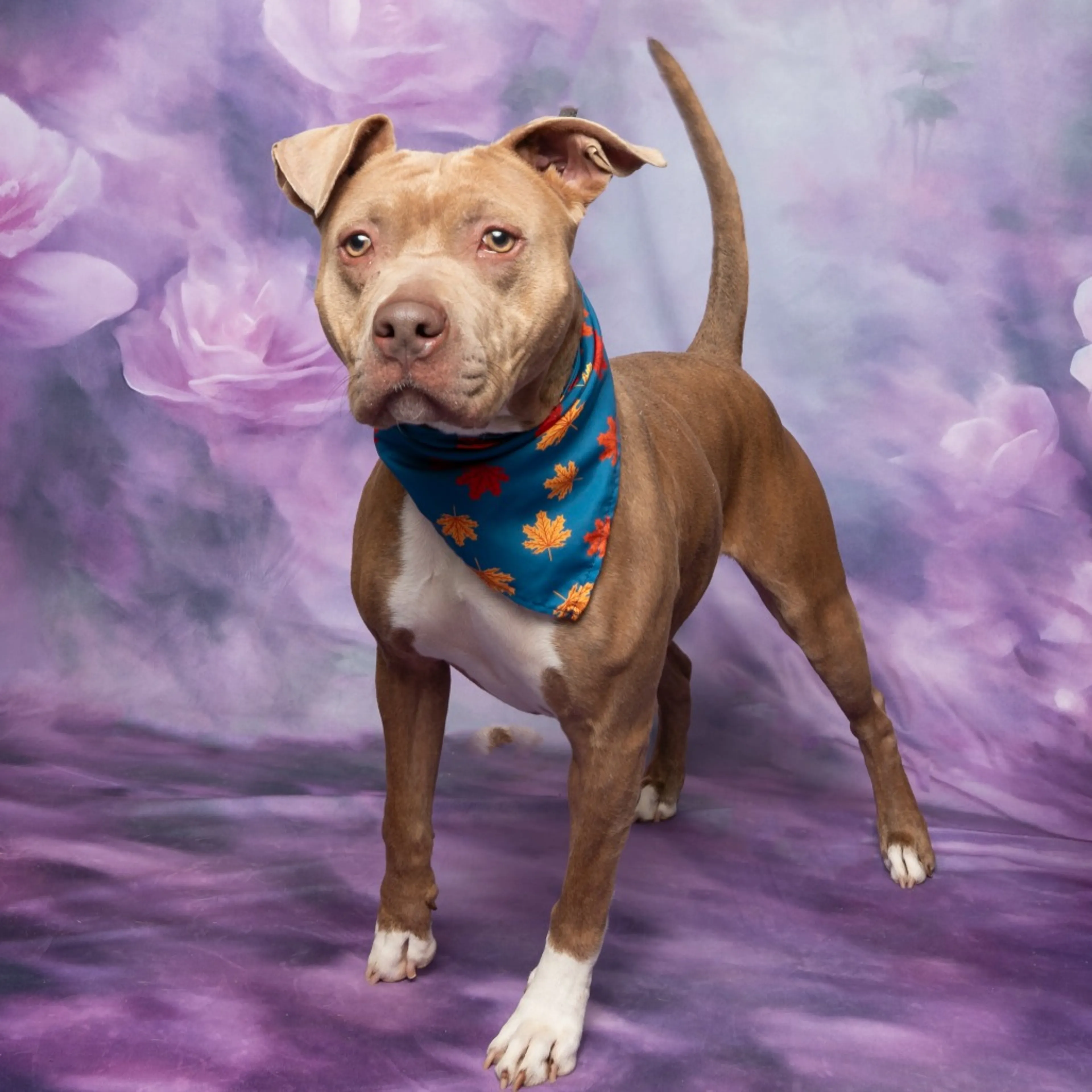 cdn image