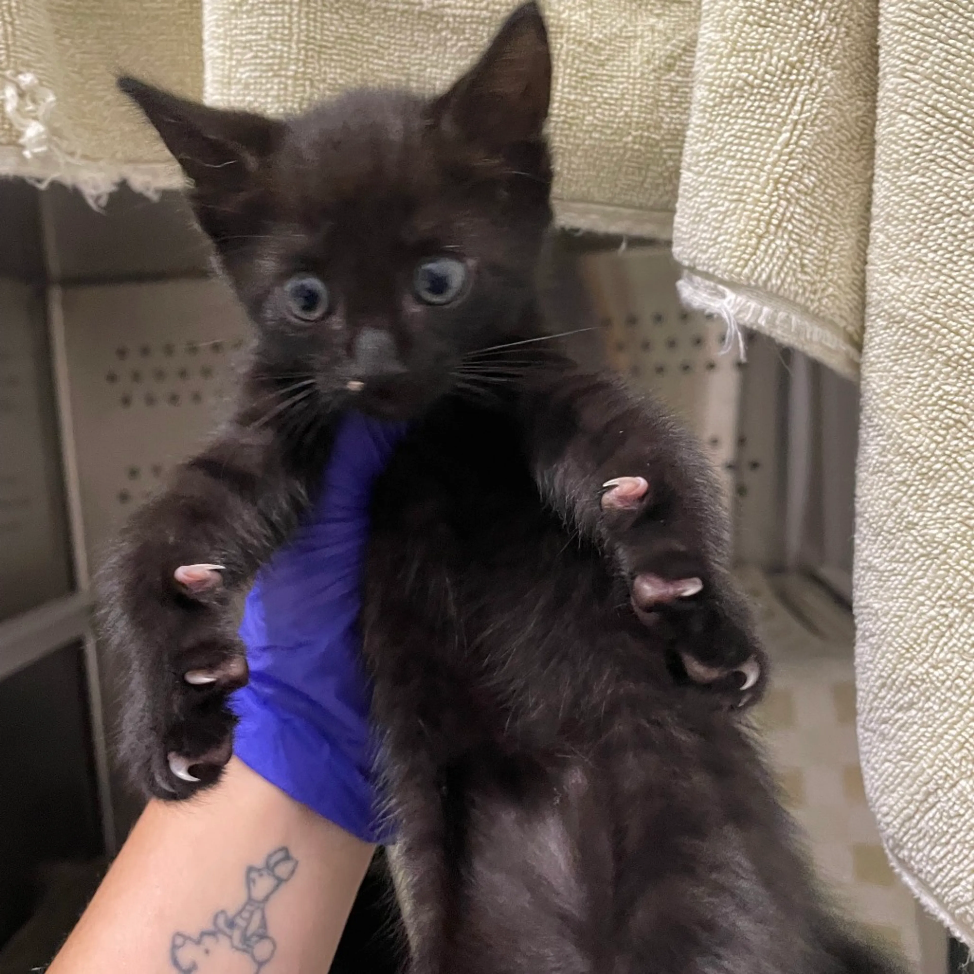 cdn image