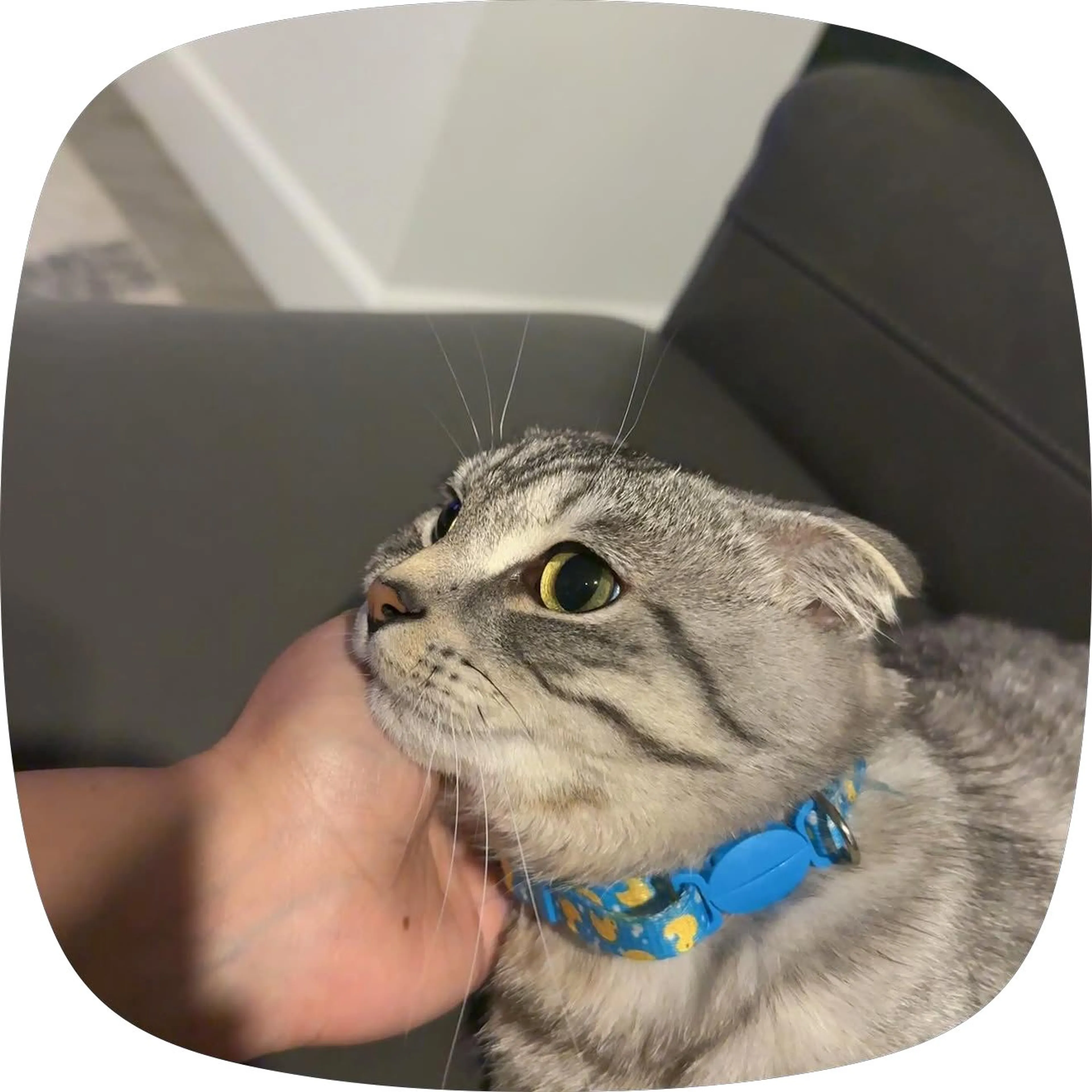 cdn image