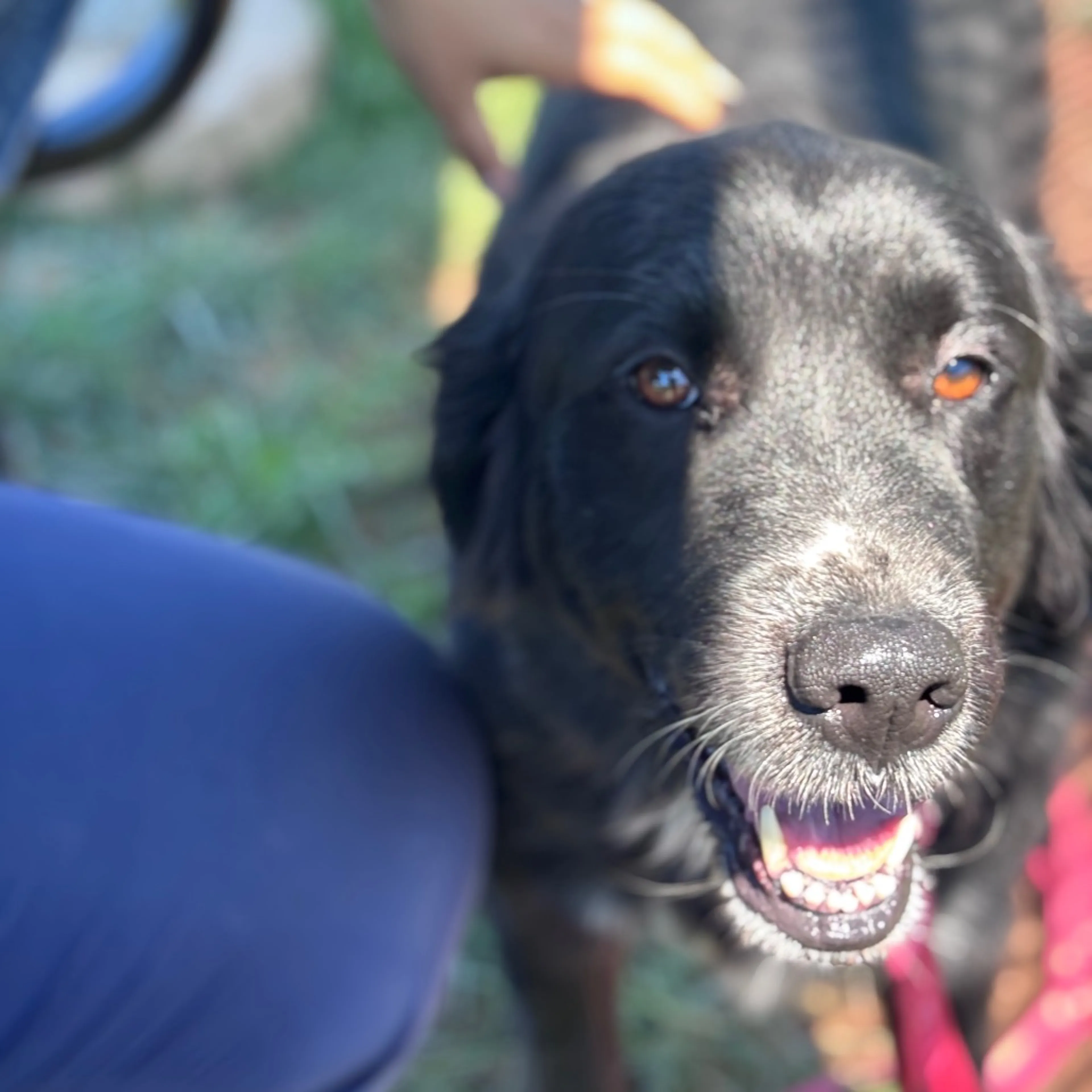 cdn image