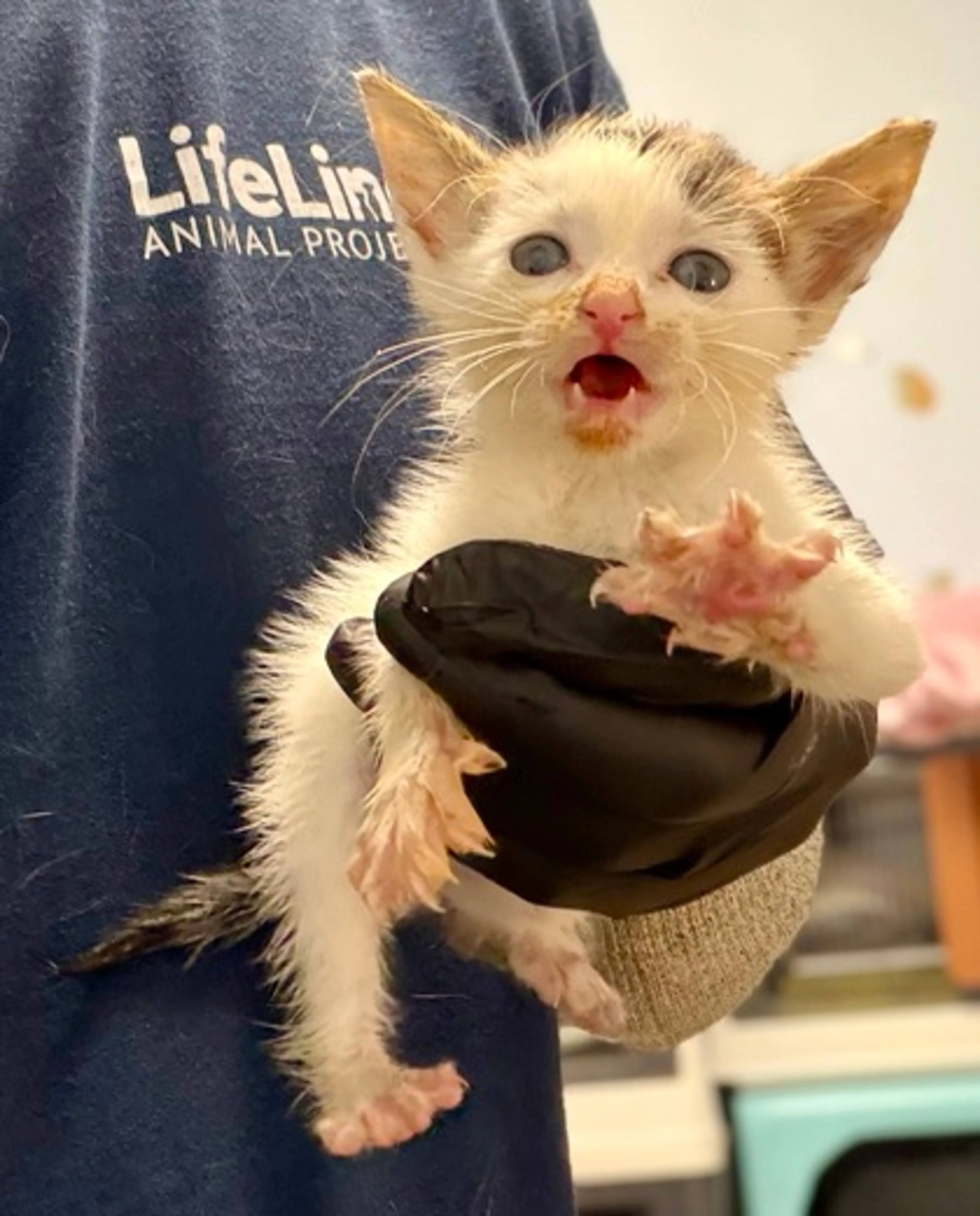 cdn image