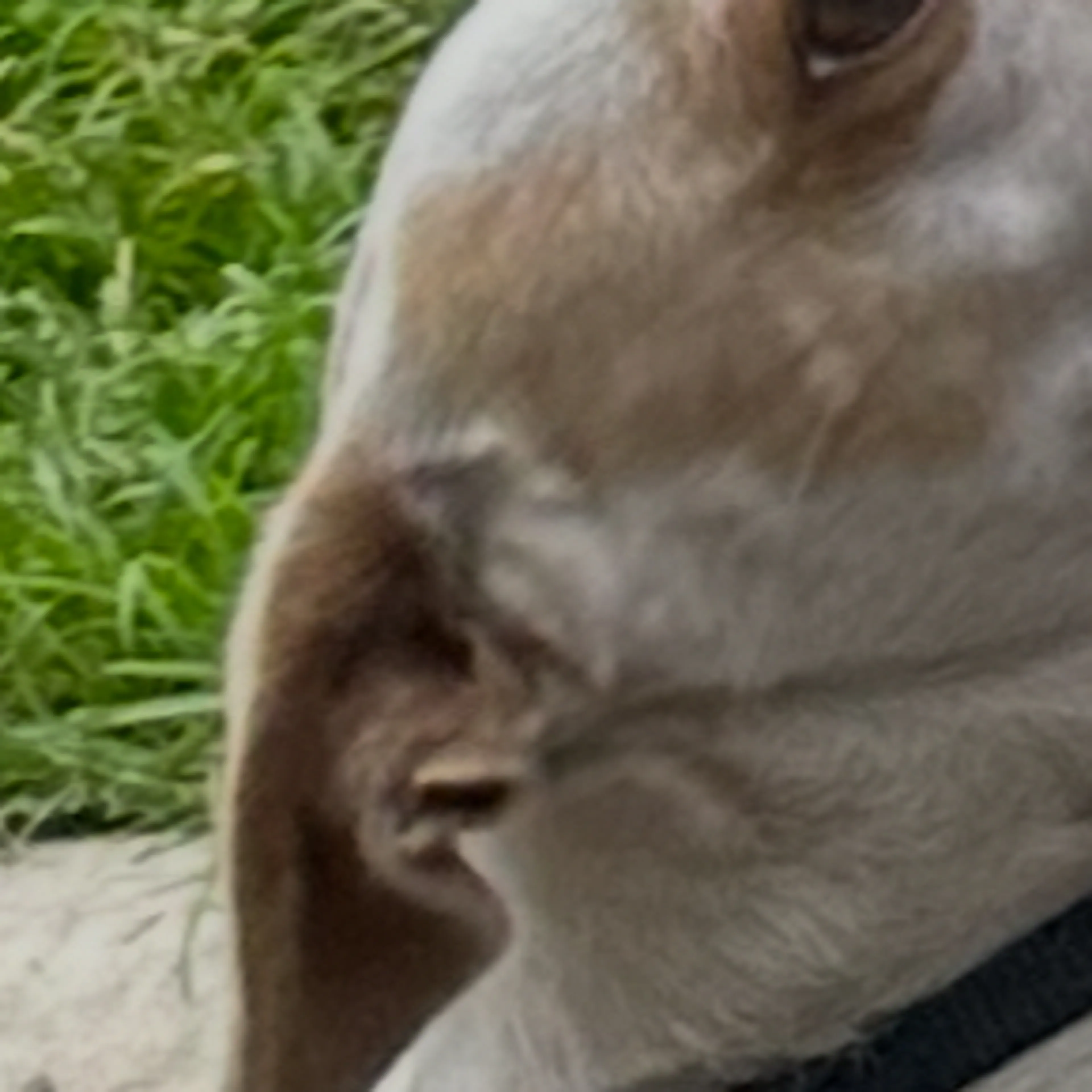 cdn image