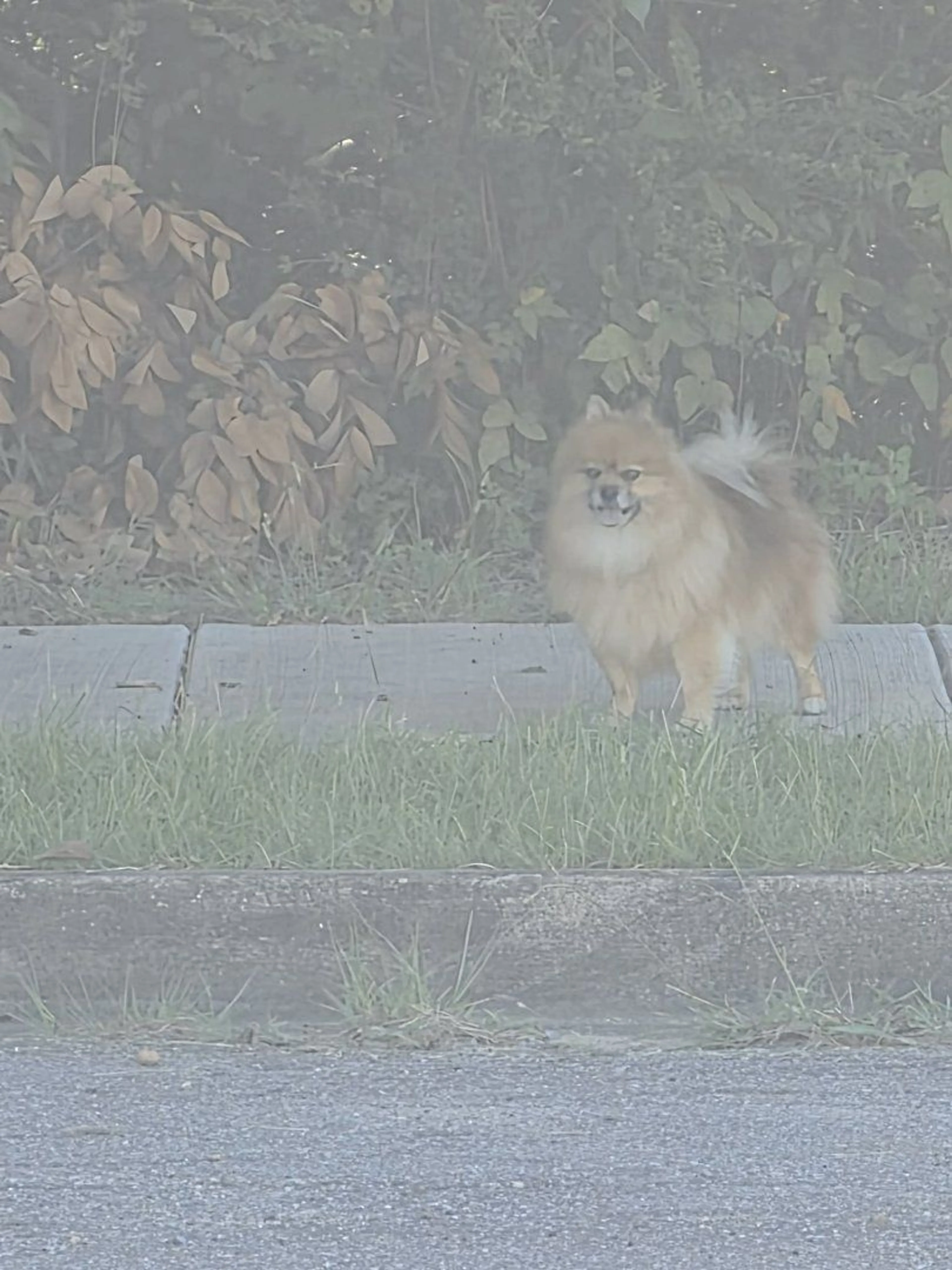 cdn image