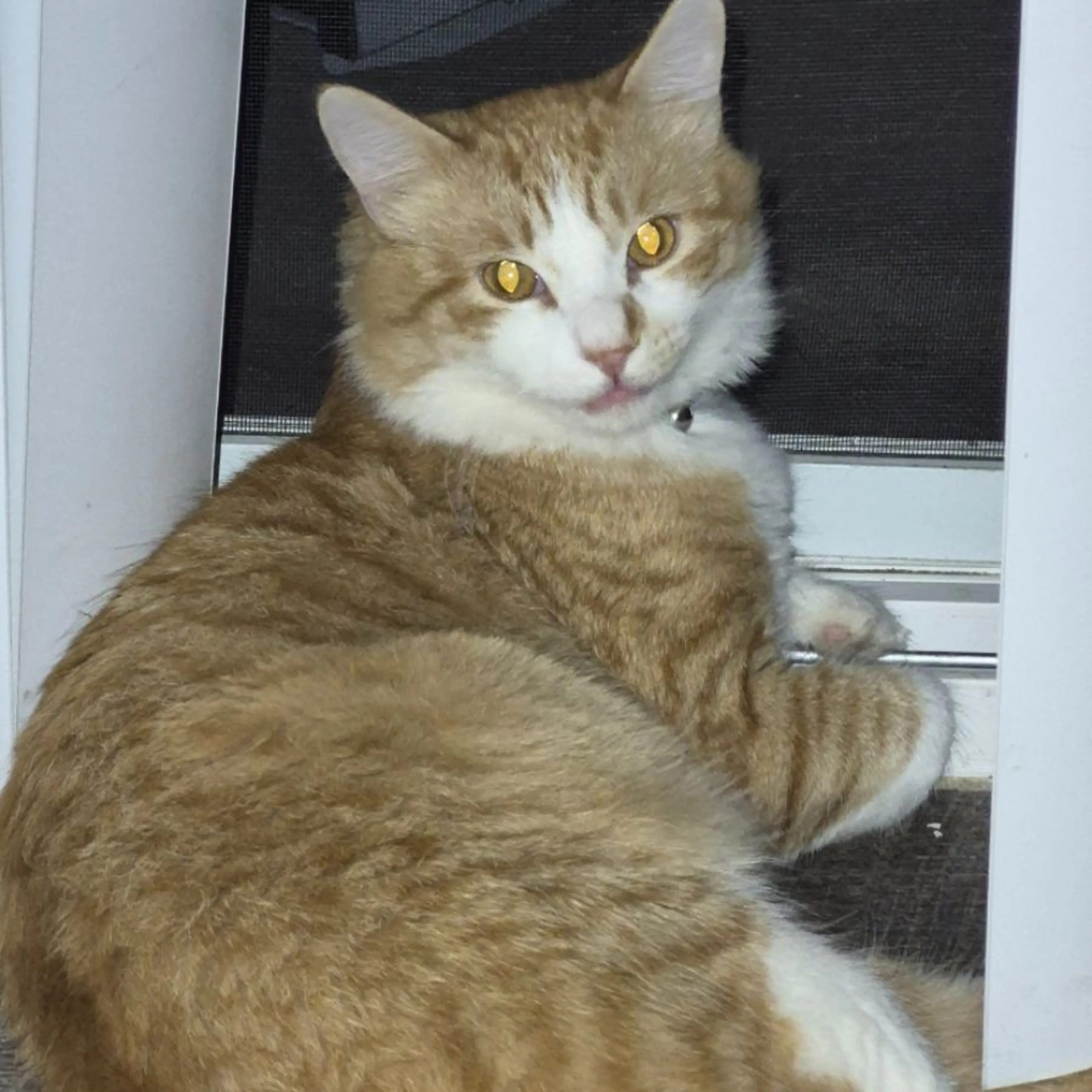 cdn image
