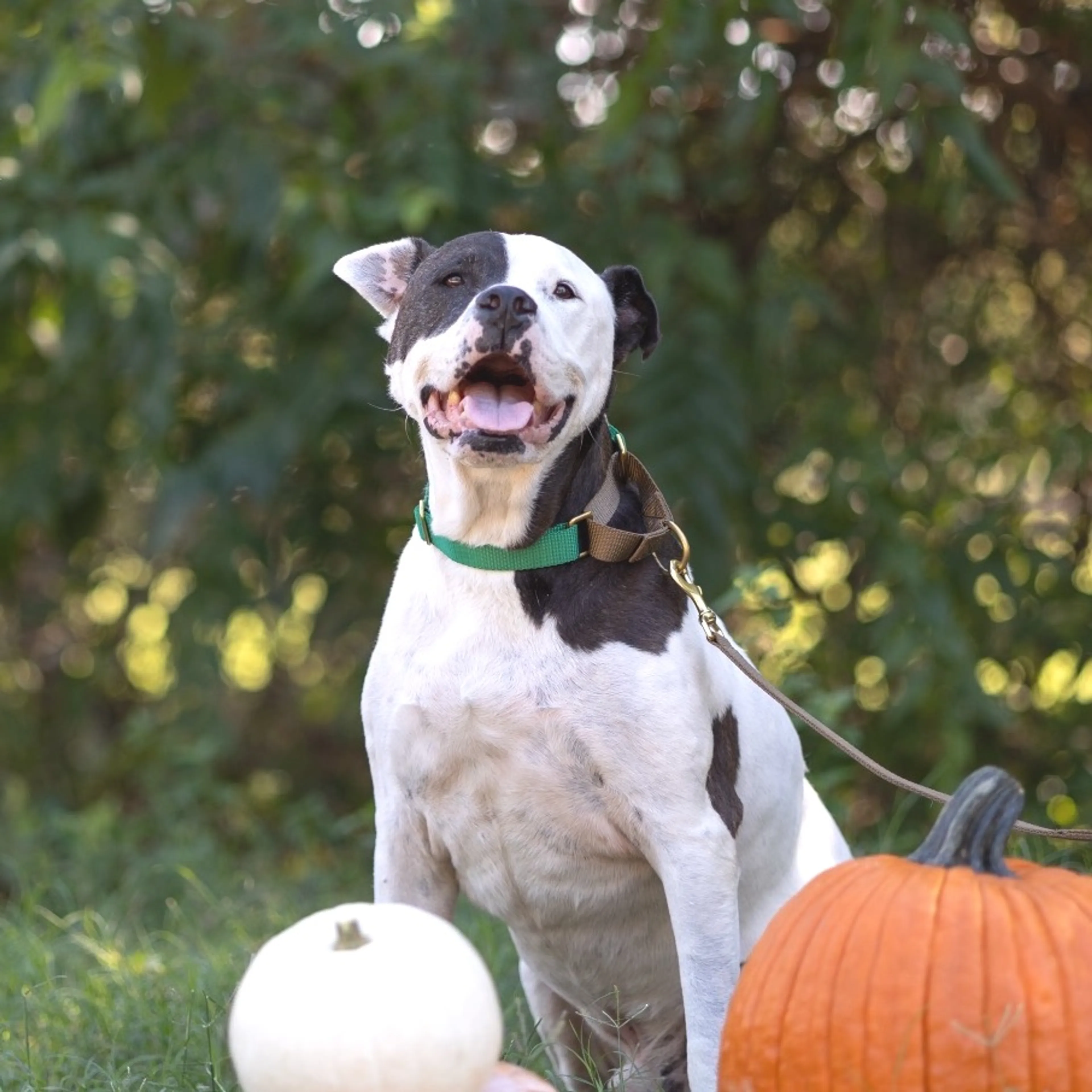 cdn image