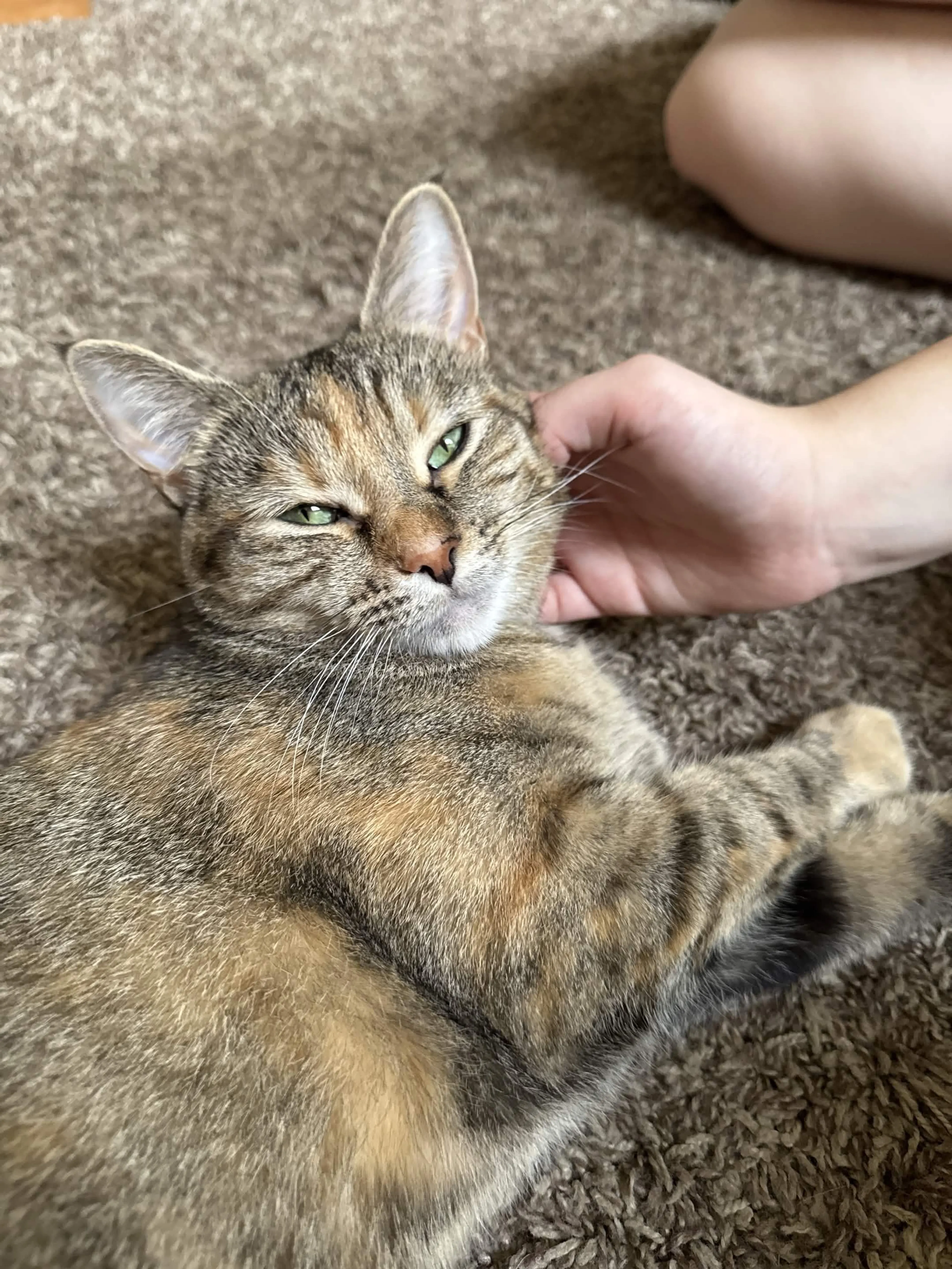cdn image