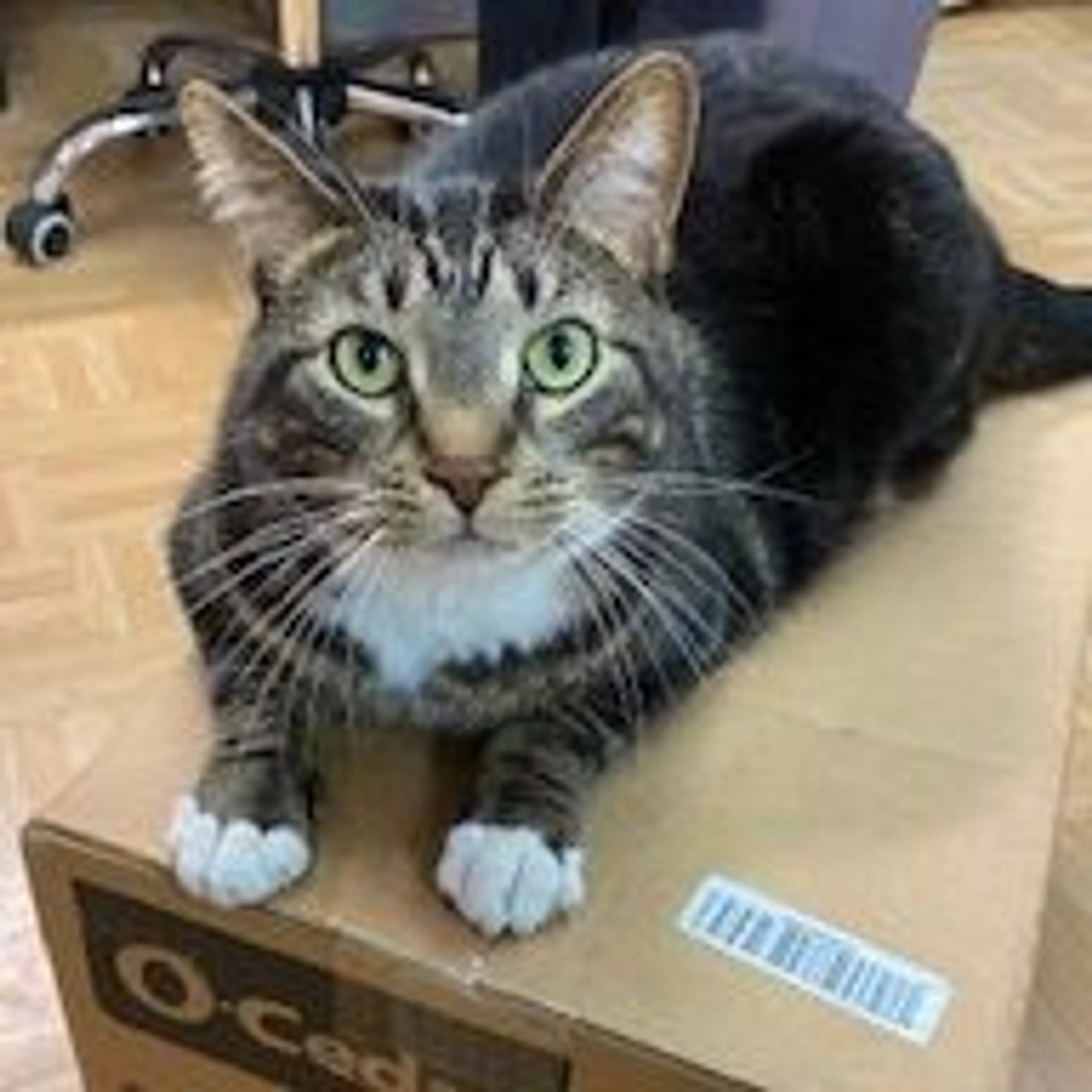 cdn image