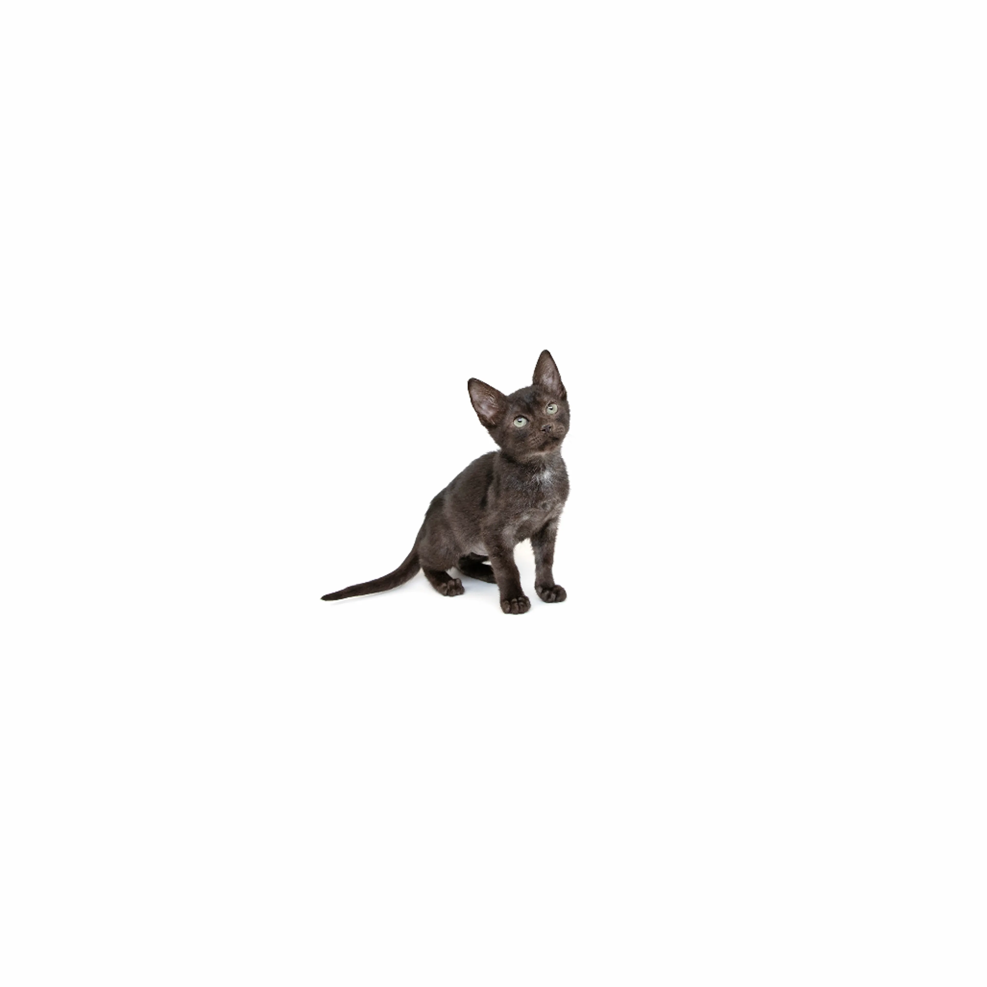 cdn image