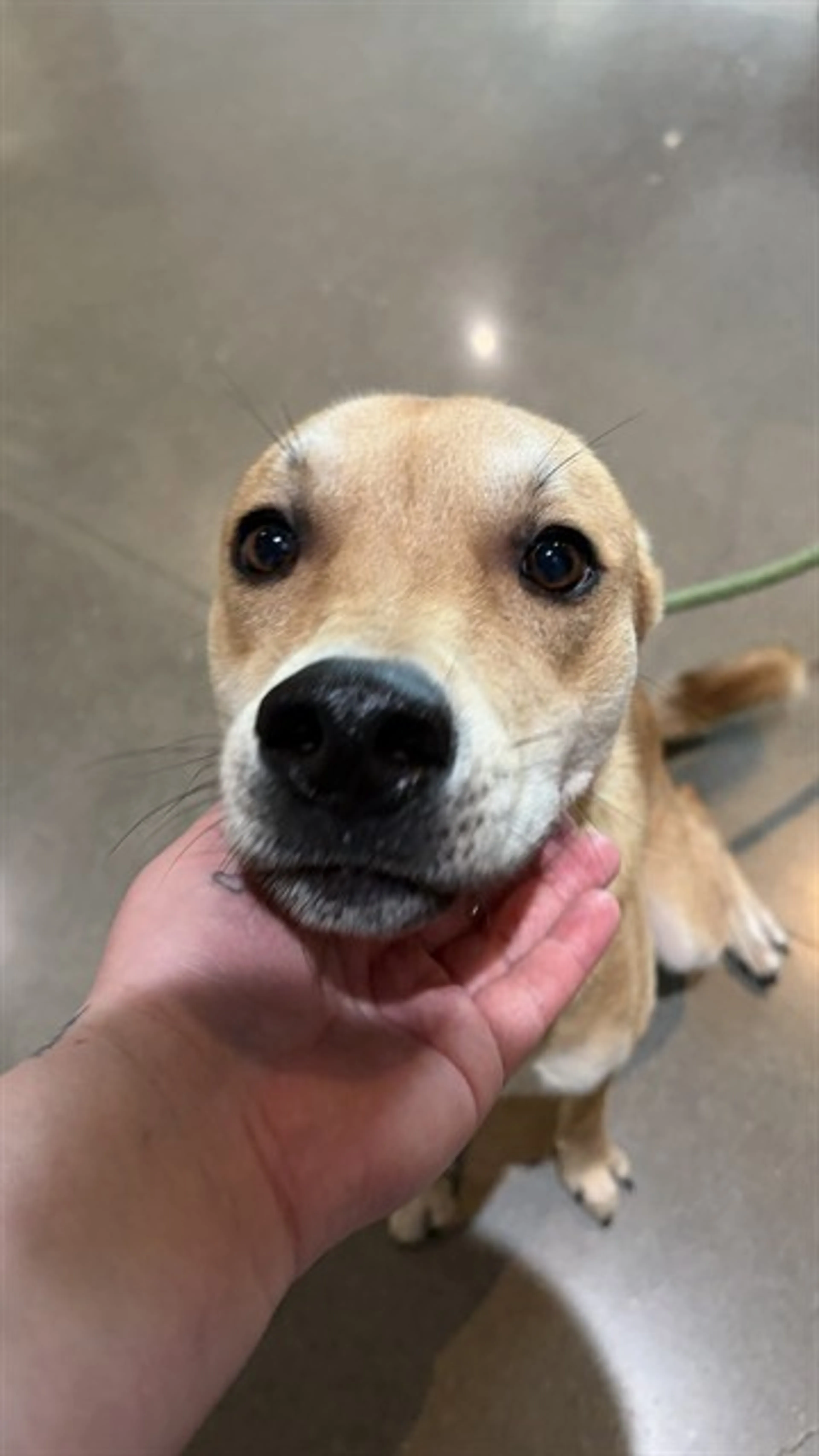 cdn image