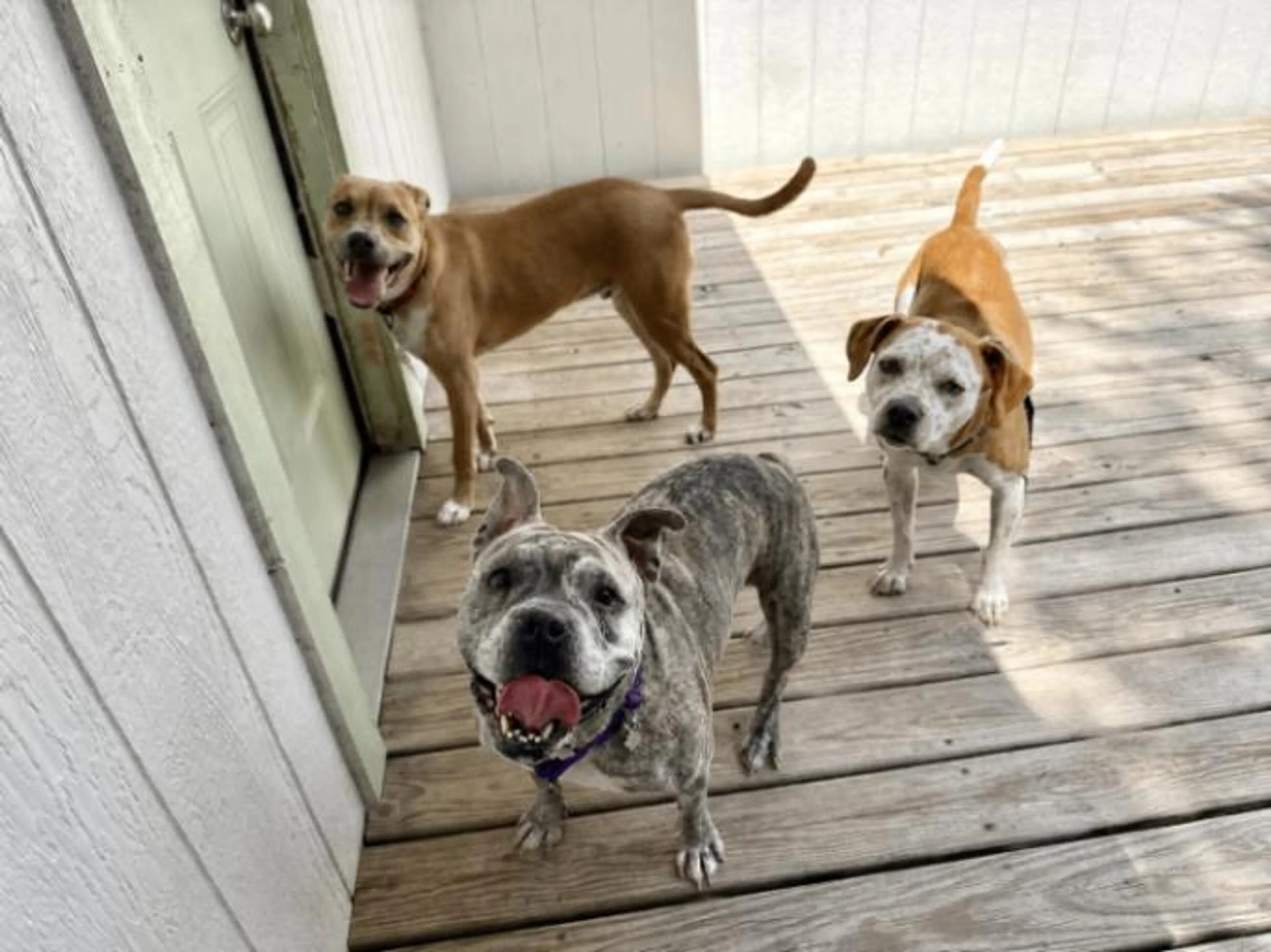 cdn image