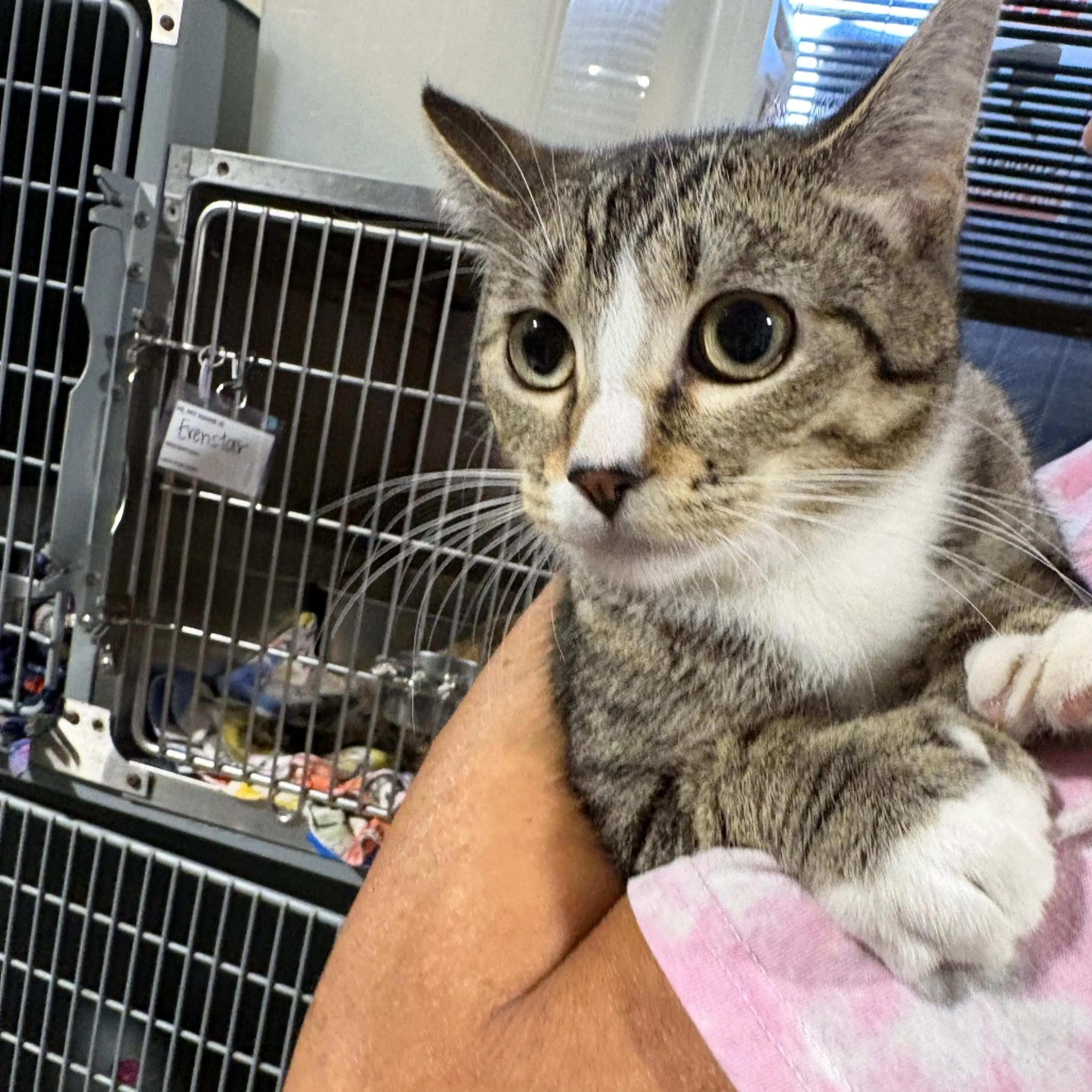 cdn image