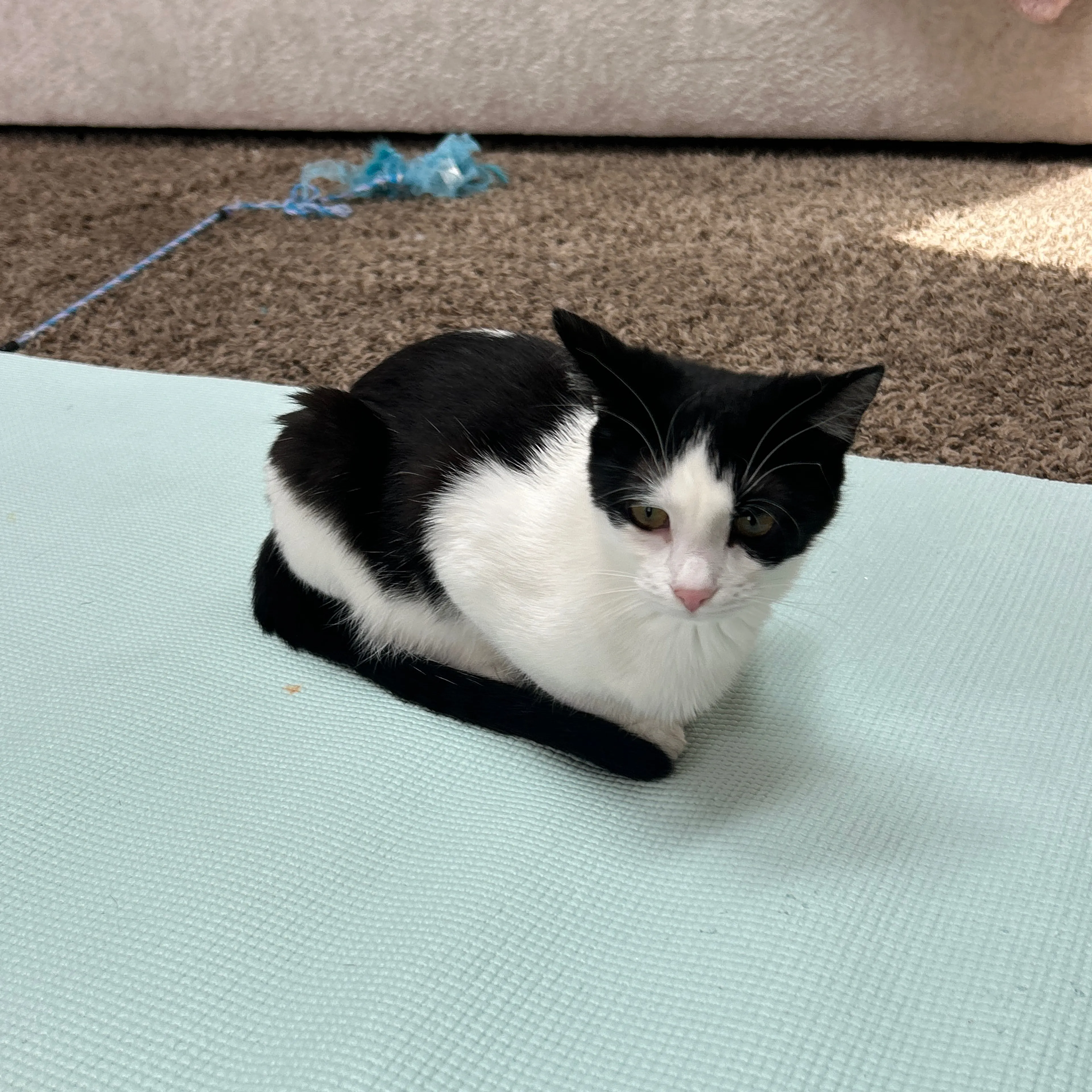 cdn image