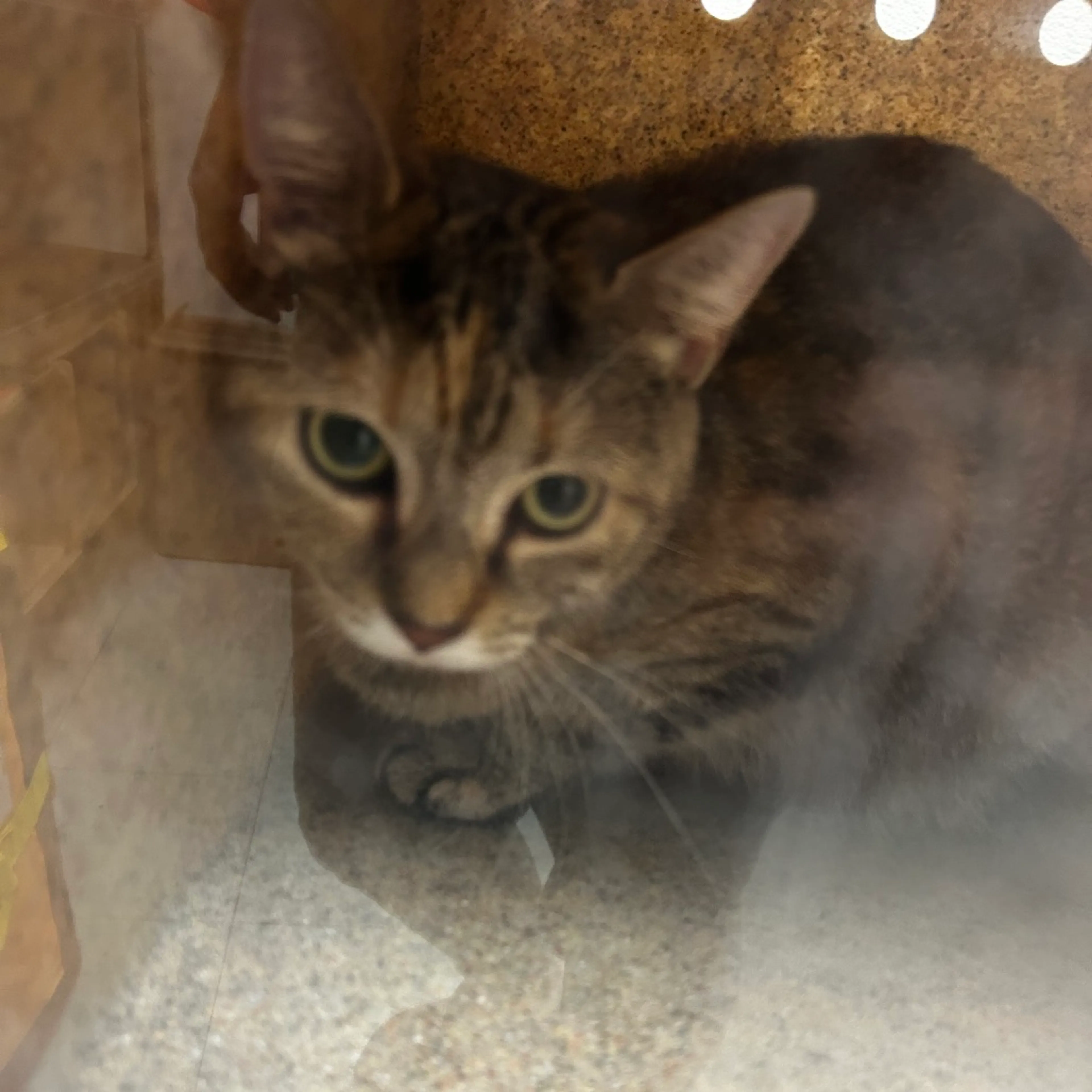 cdn image