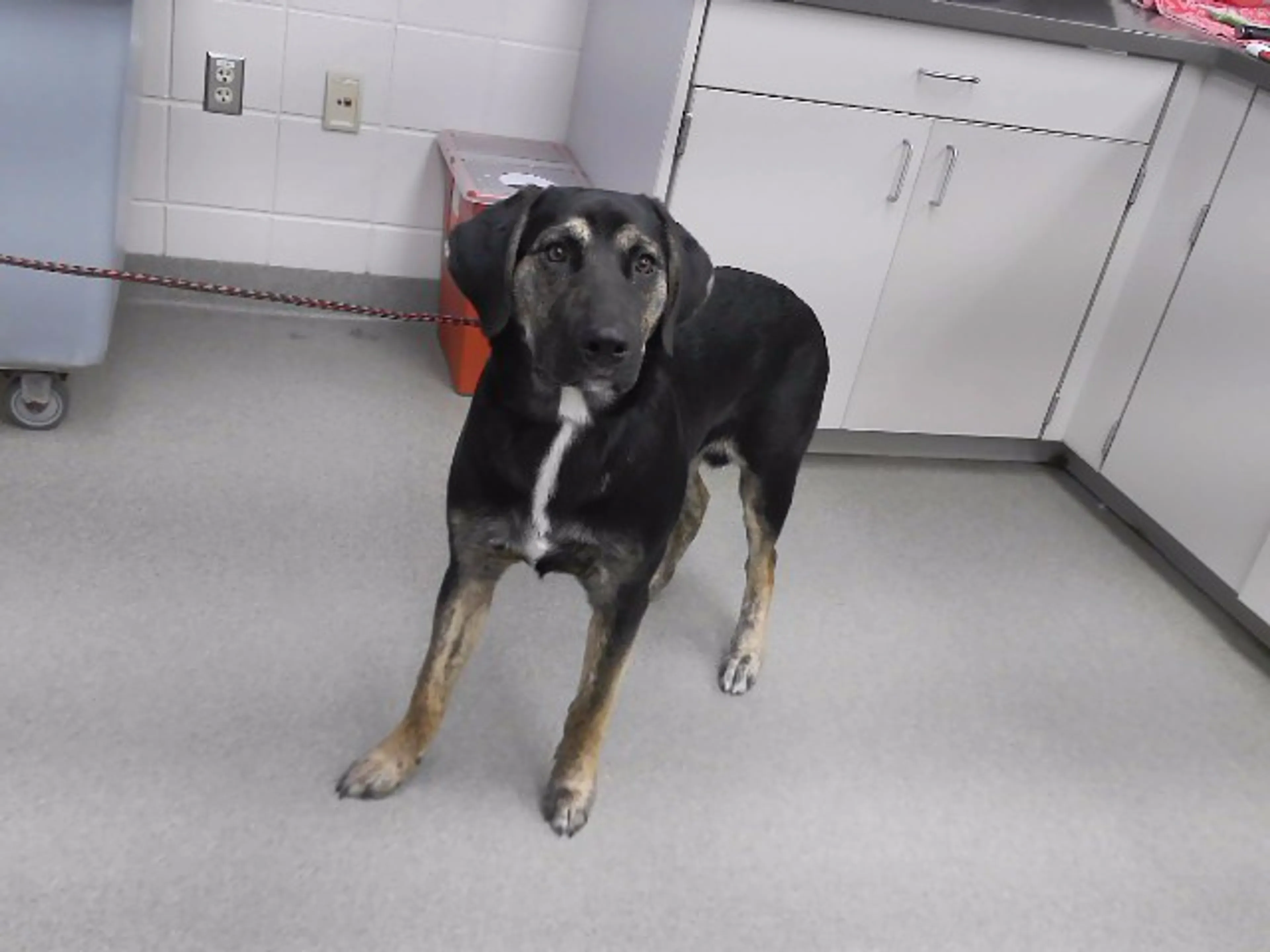 cdn image