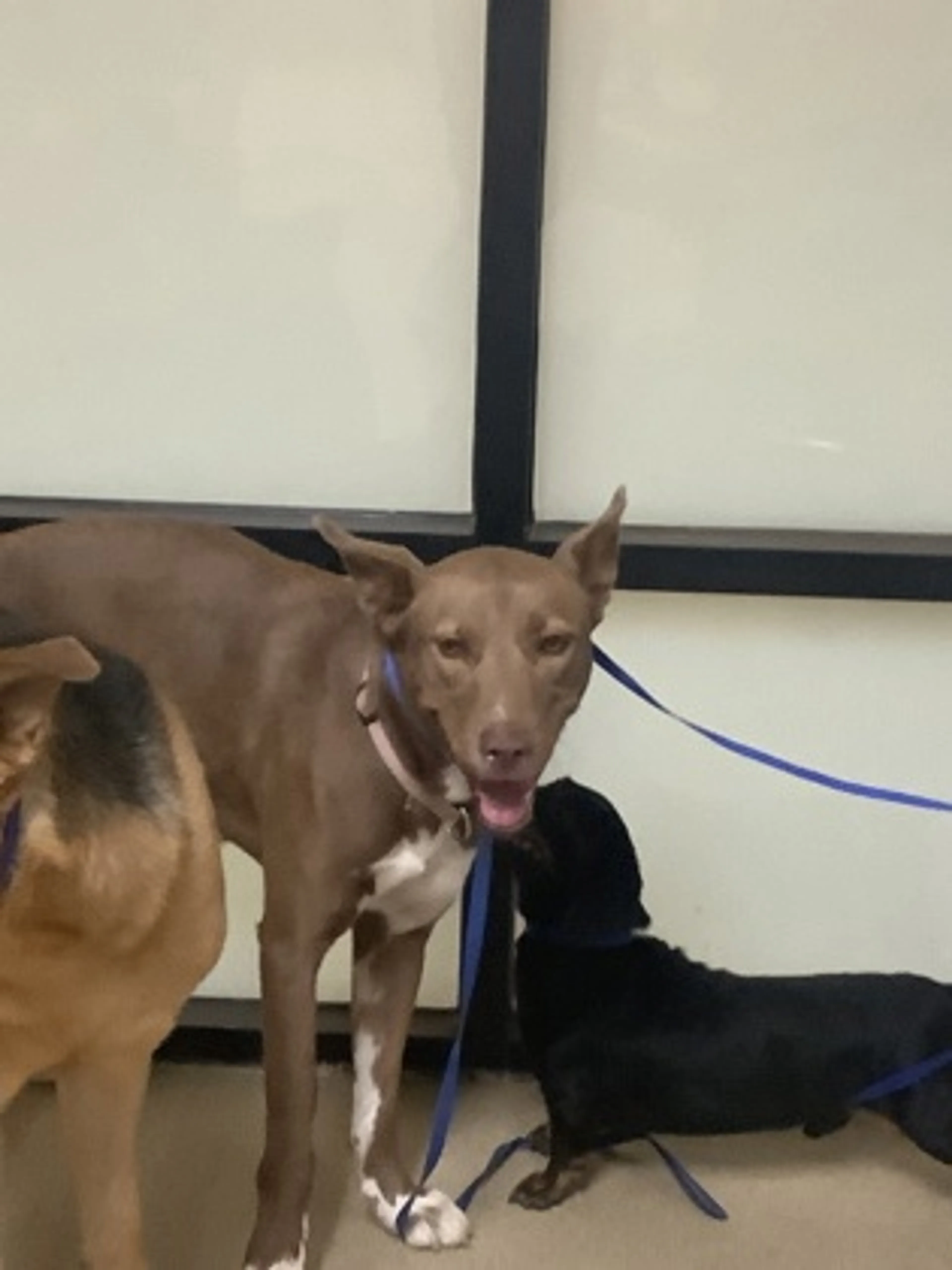 cdn image