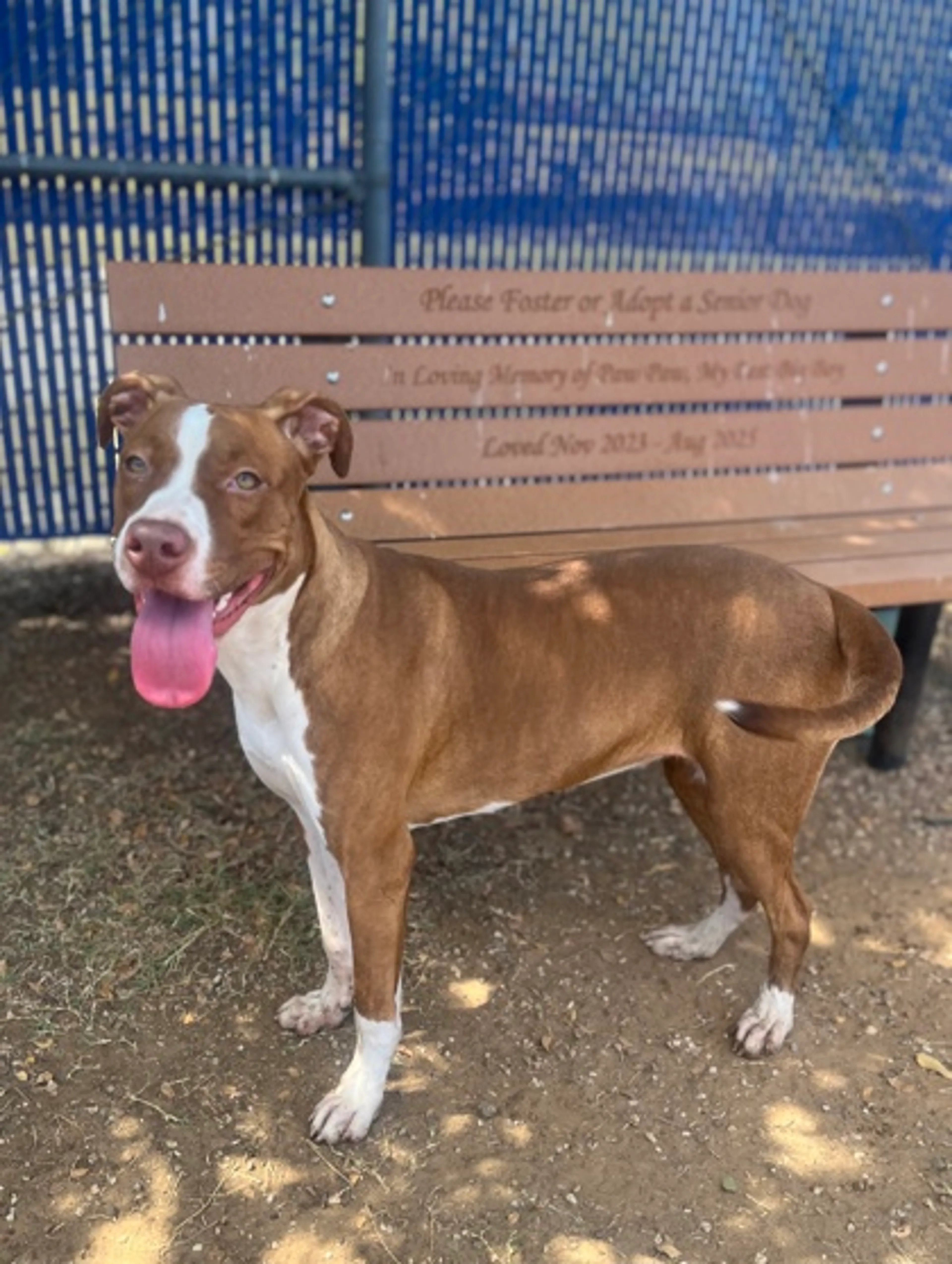 cdn image