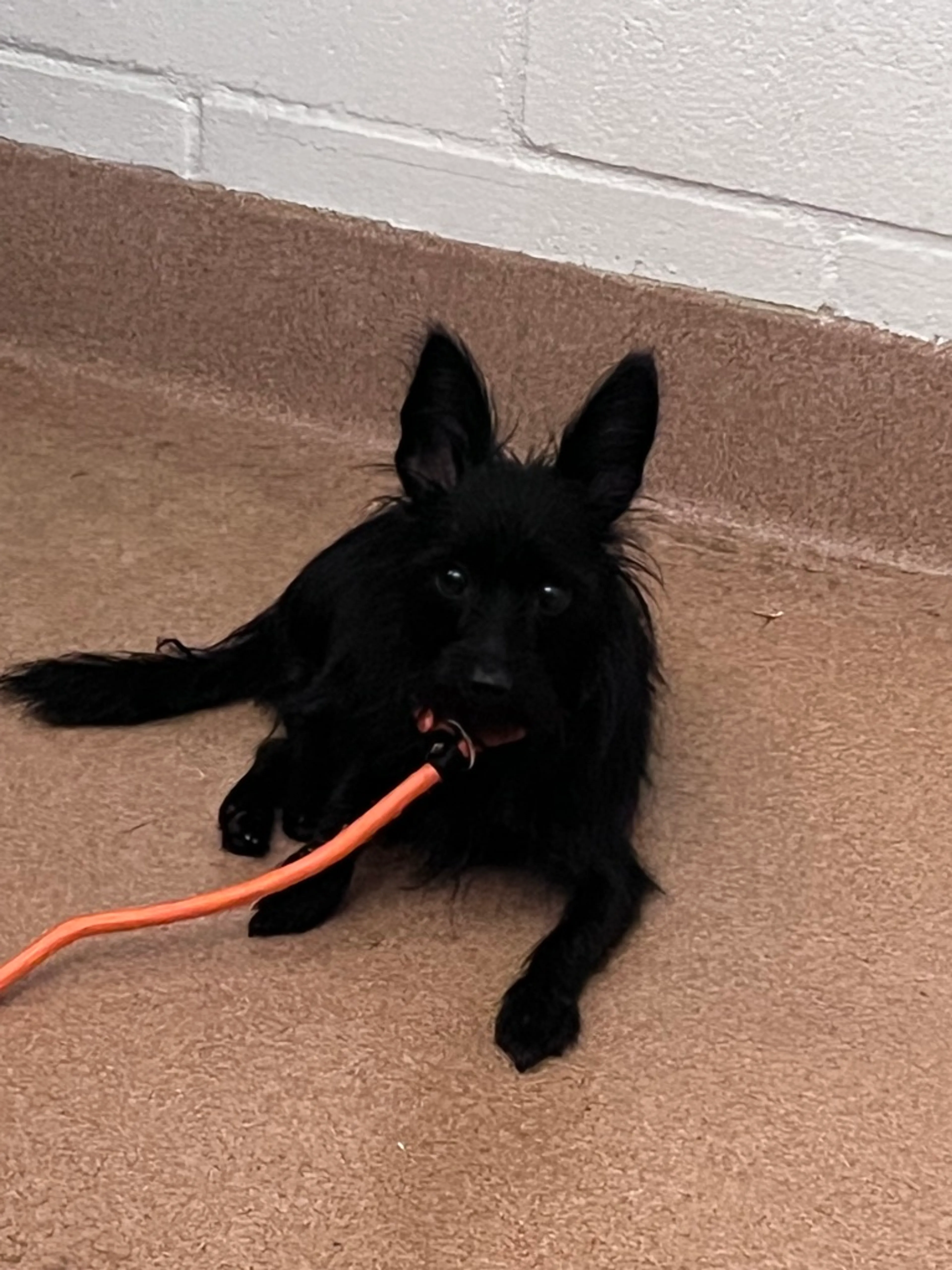 cdn image