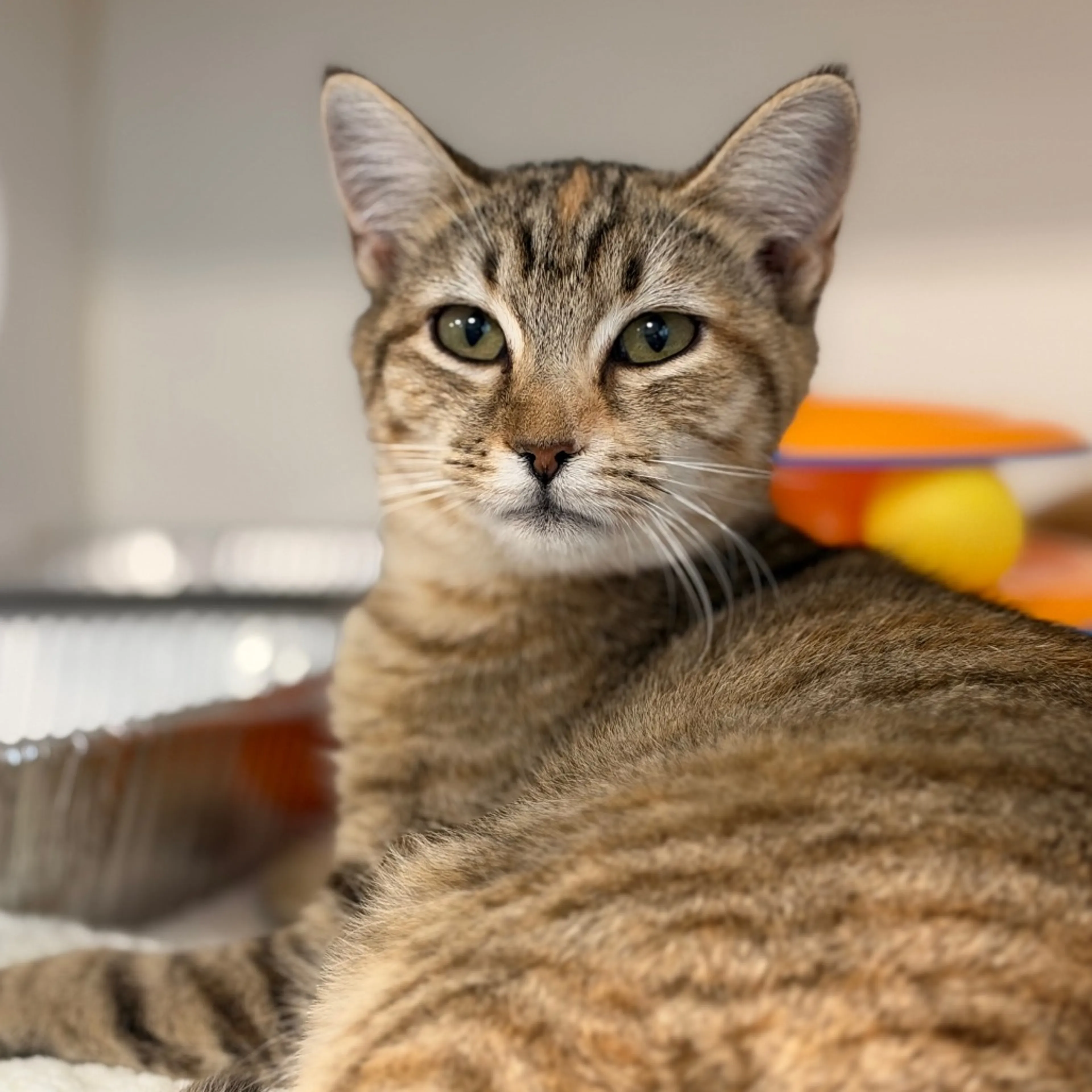 cdn image