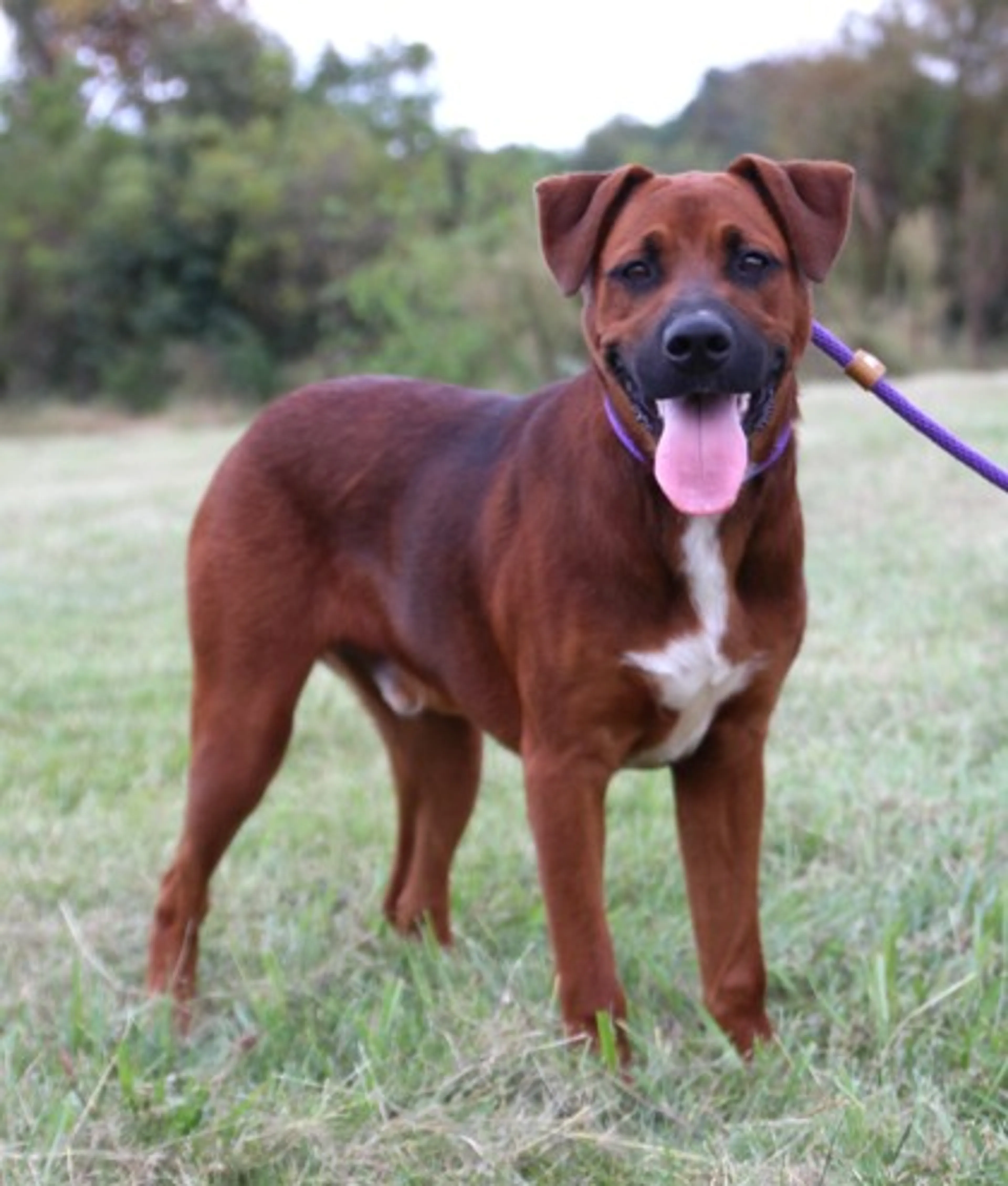 cdn image