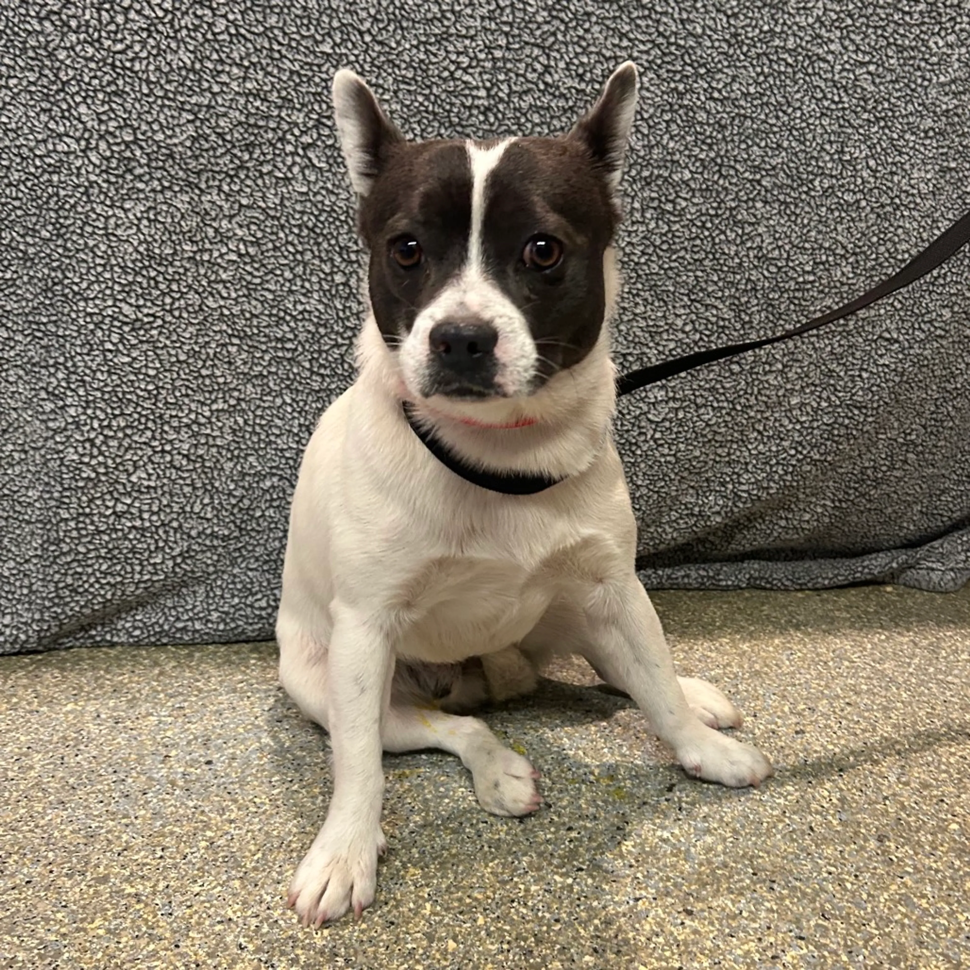 cdn image