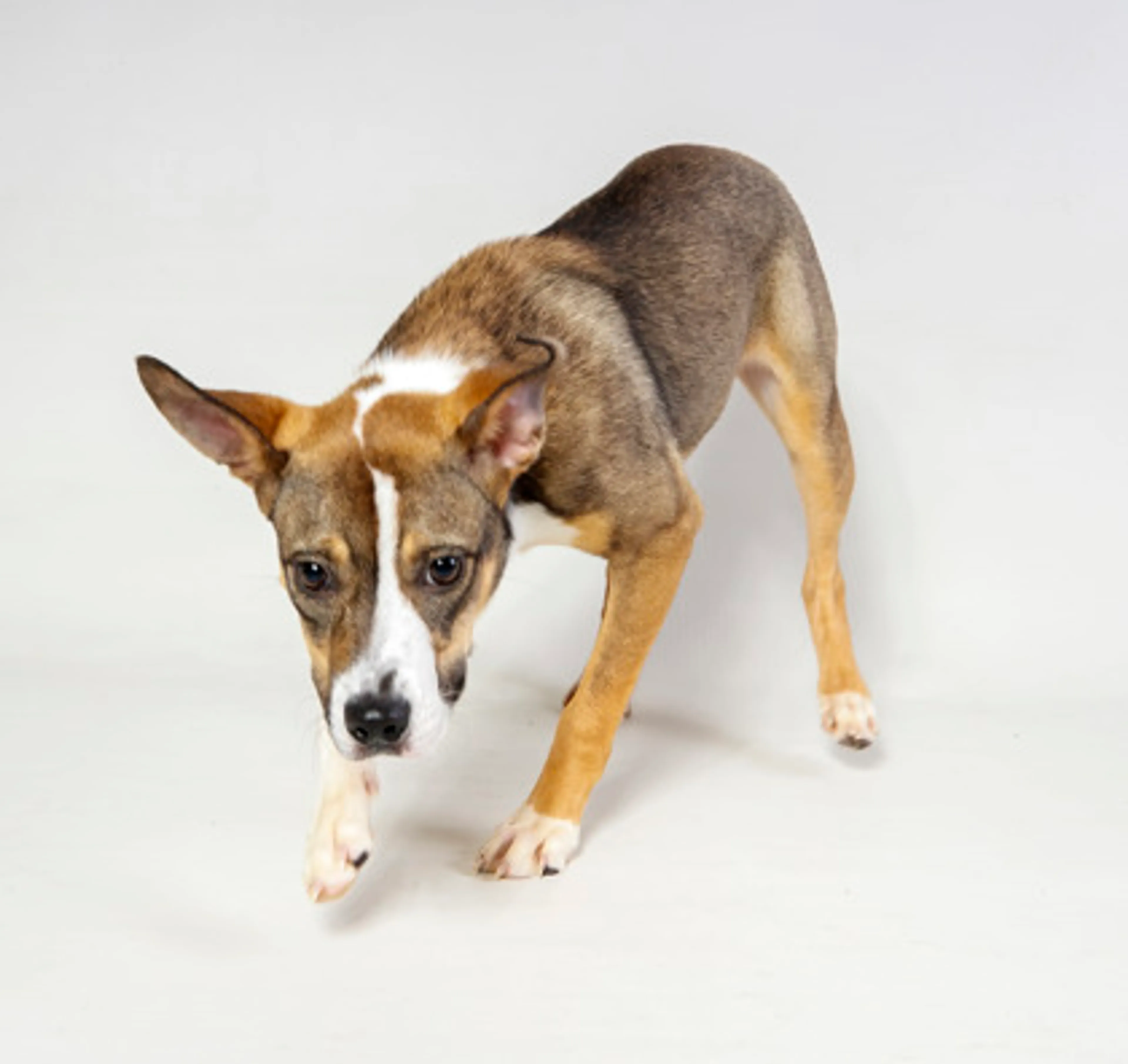 cdn image