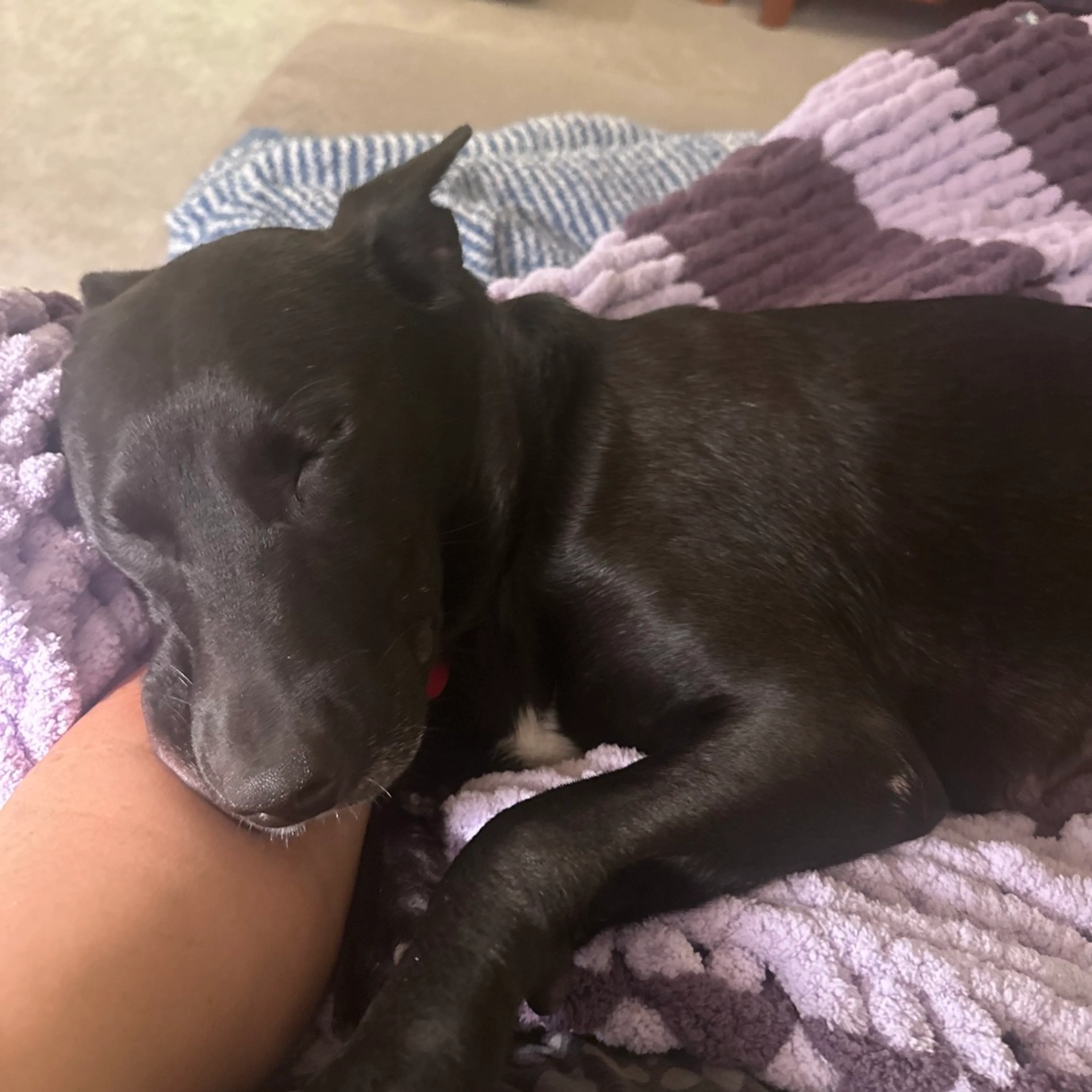 cdn image