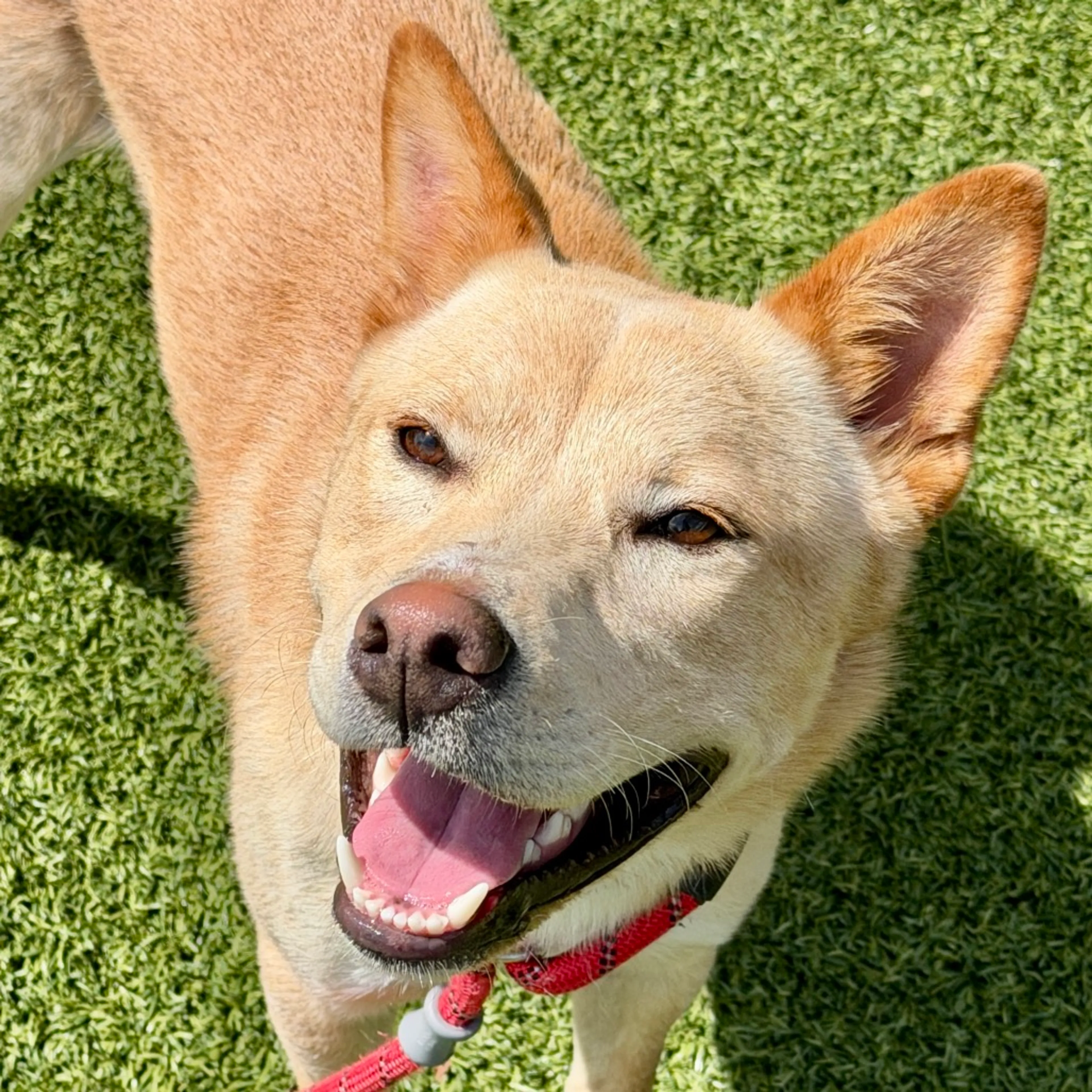 cdn image