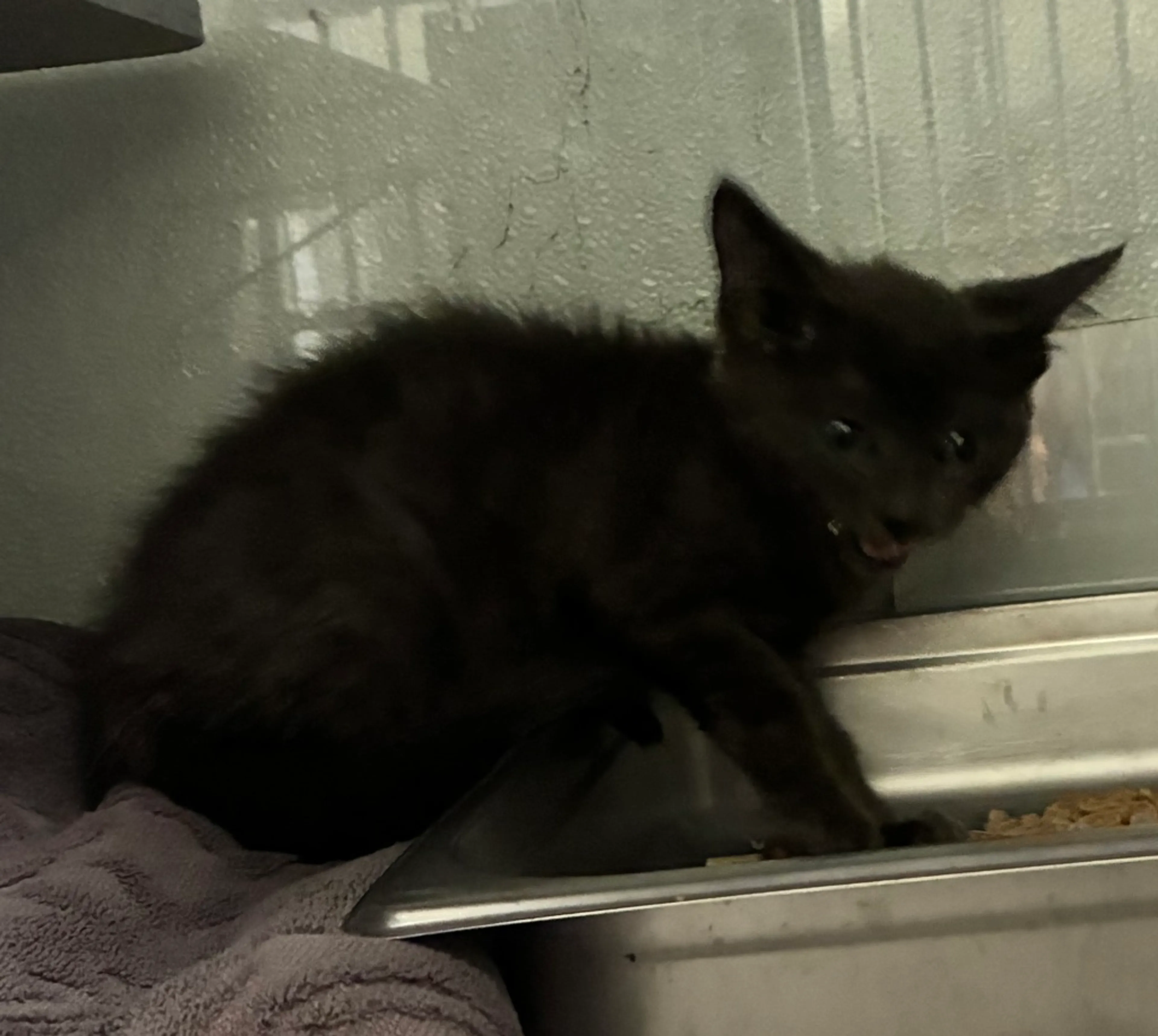 cdn image