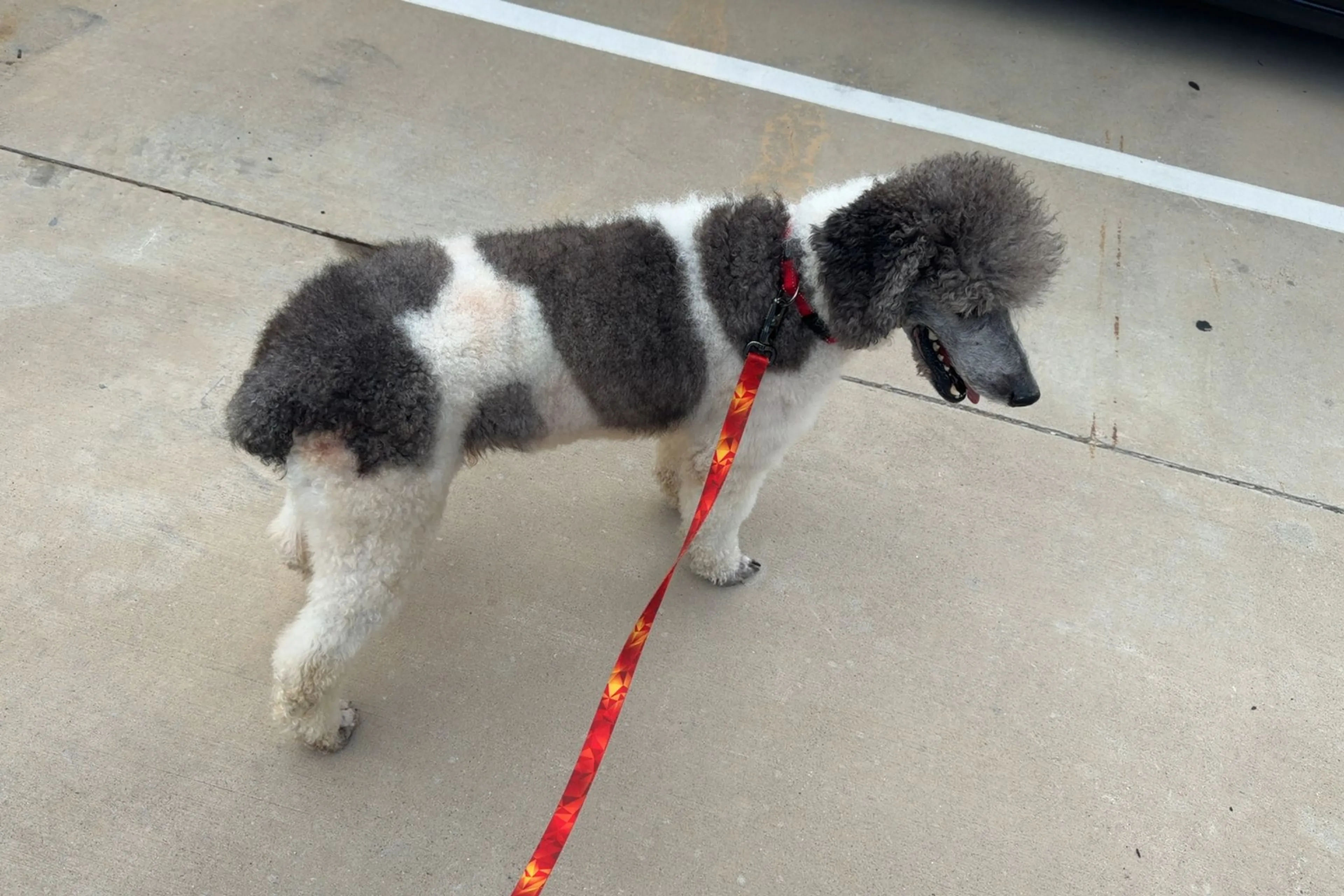 cdn image