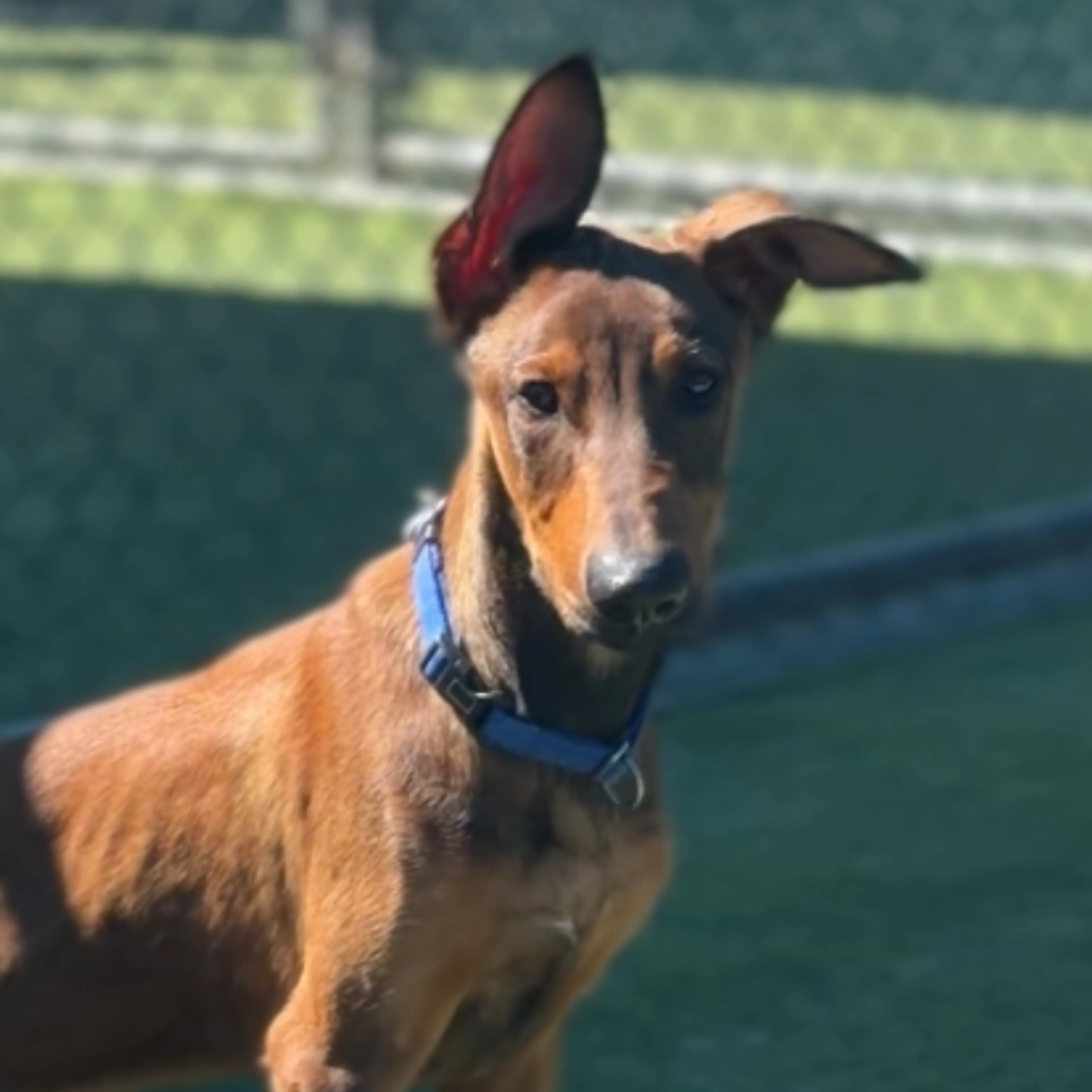 cdn image